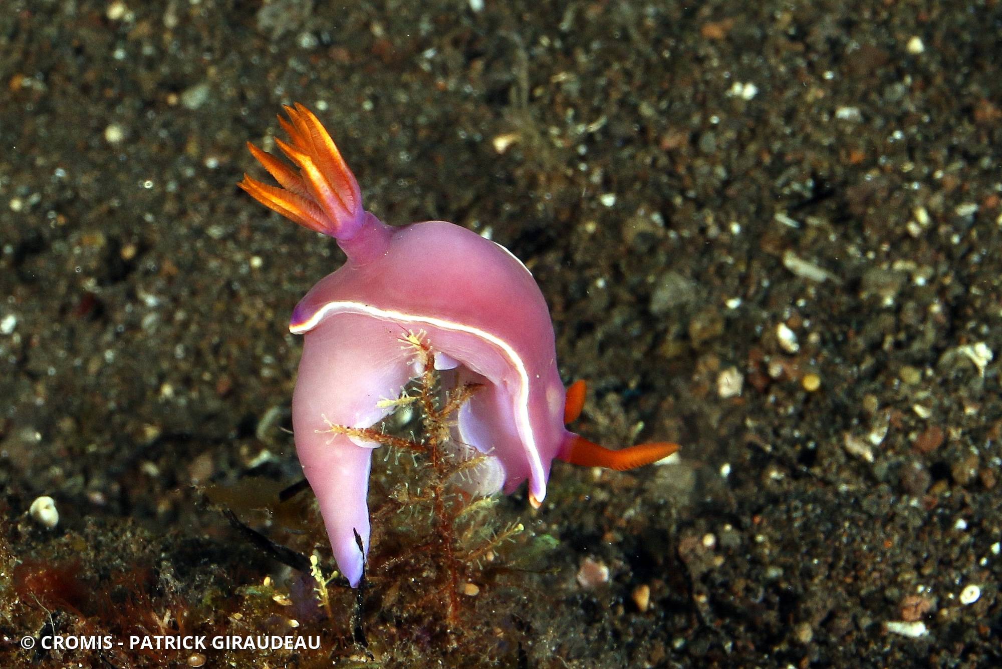 Hypselodoris de Bullock
