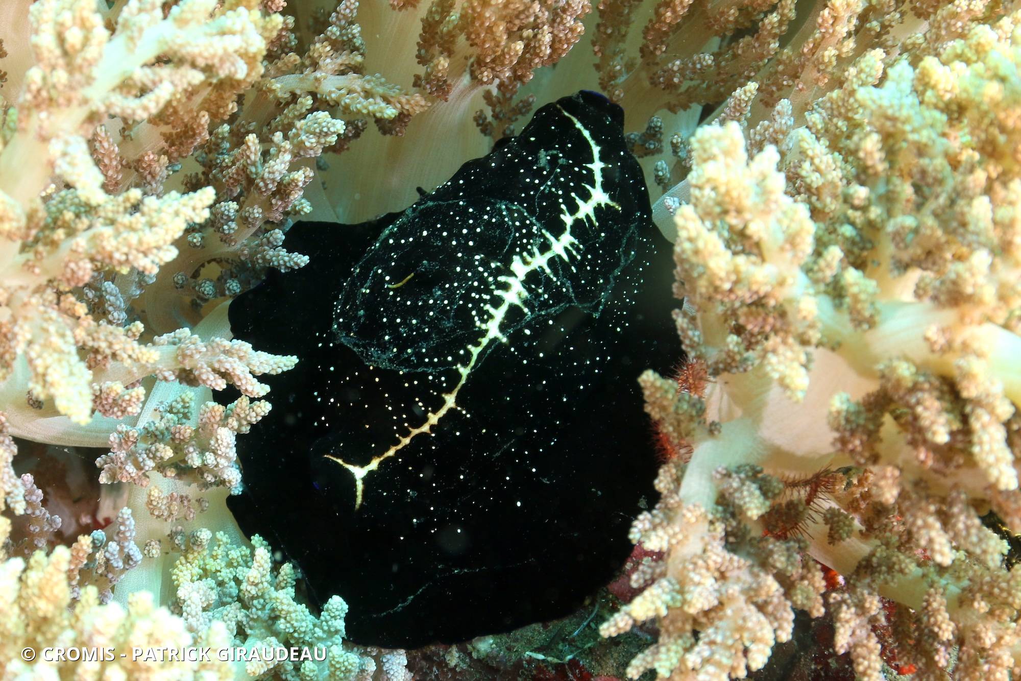 Ovule commune