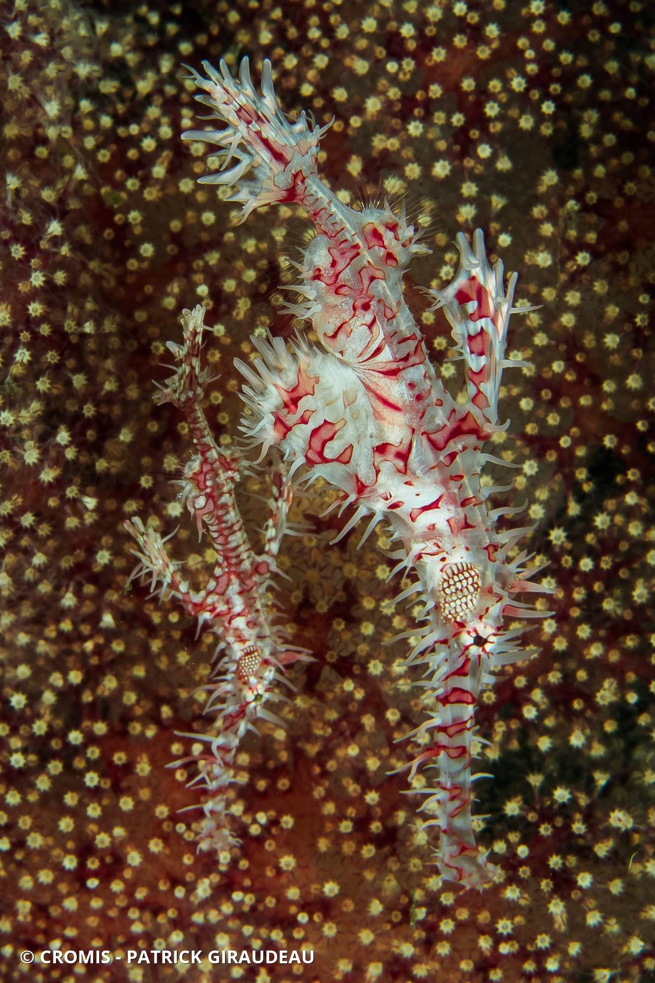 Poisson-fantôme arlequin