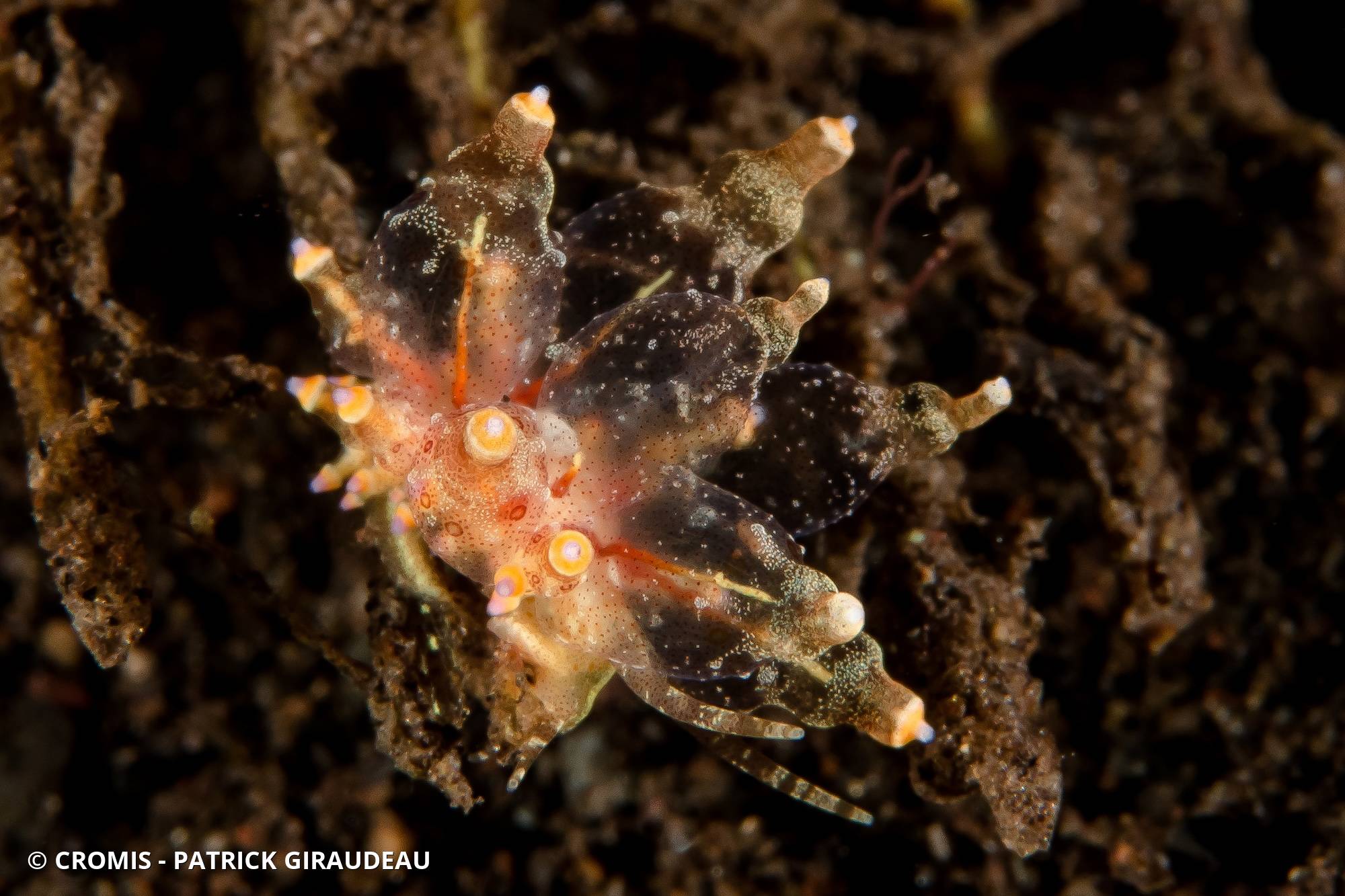 Eubranchus ocellé