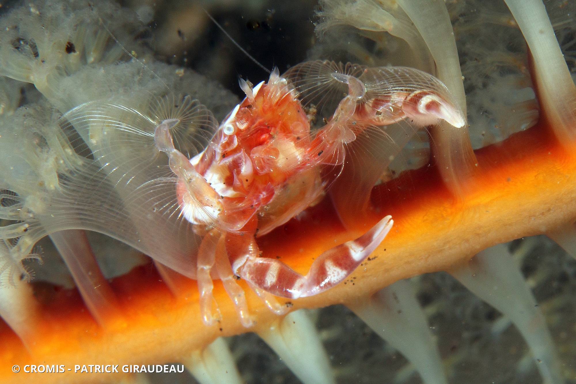 Crabe porcelaine des coraux mous