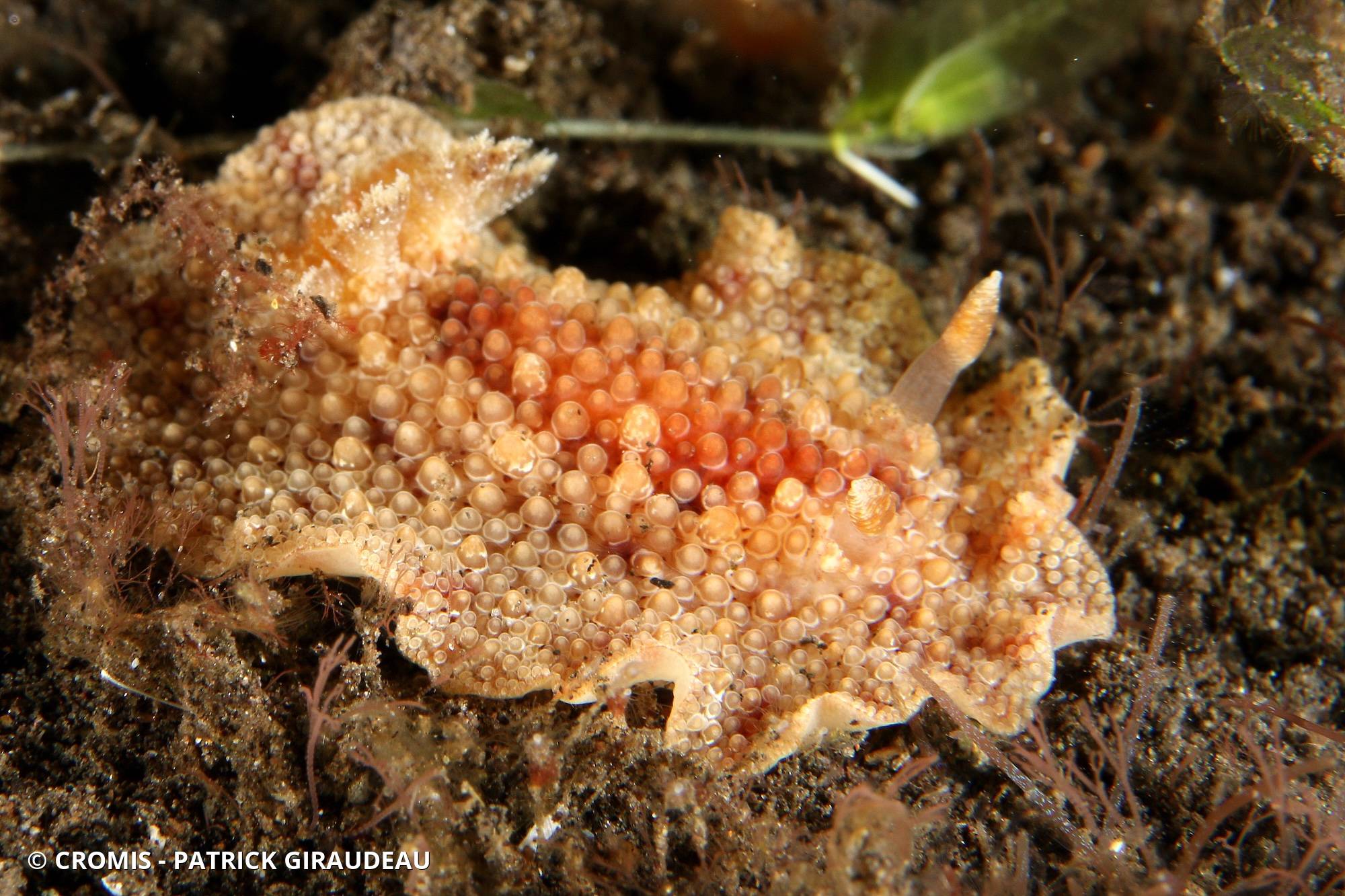 Hoplodoris fleur