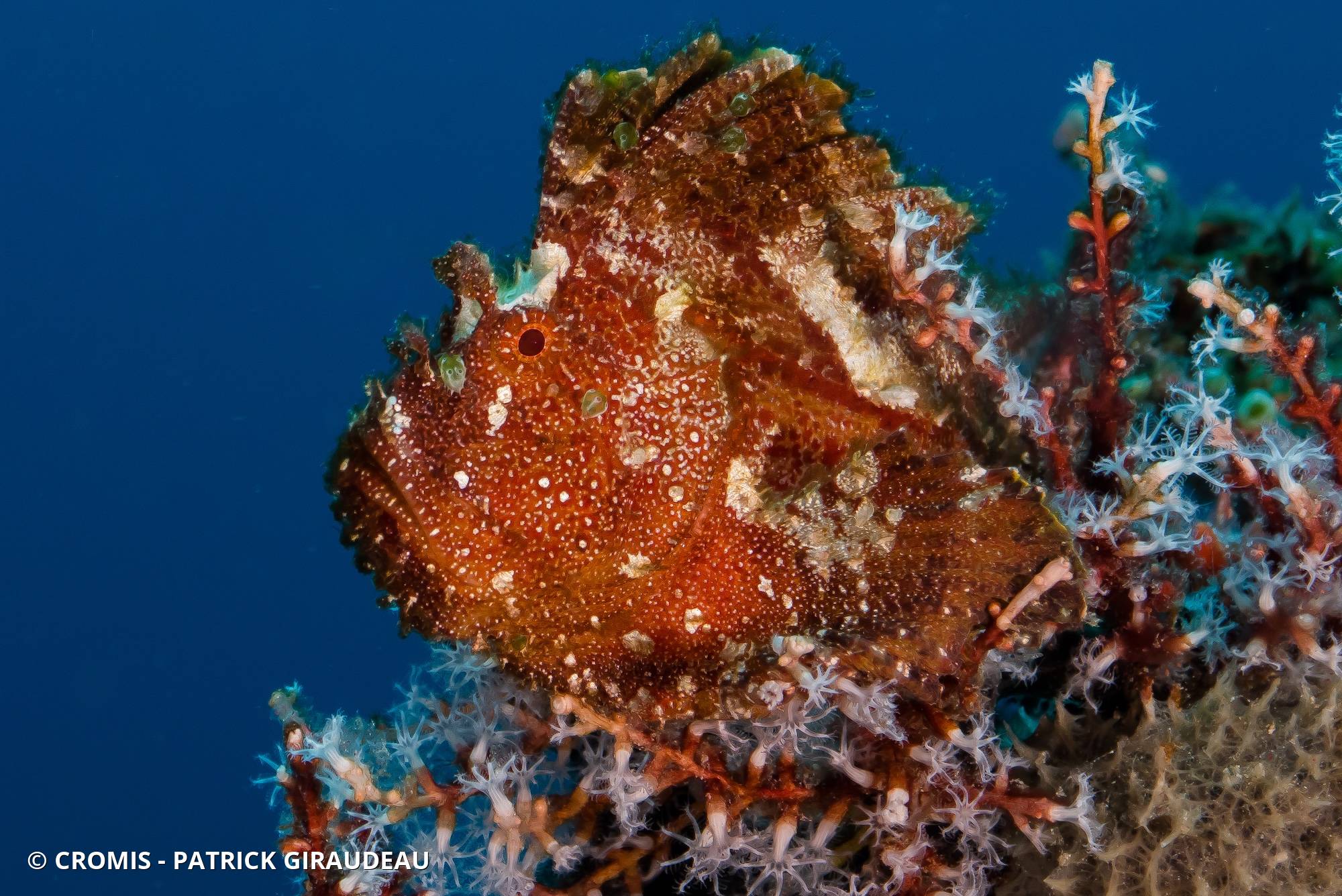 Poisson-scorpion feuille