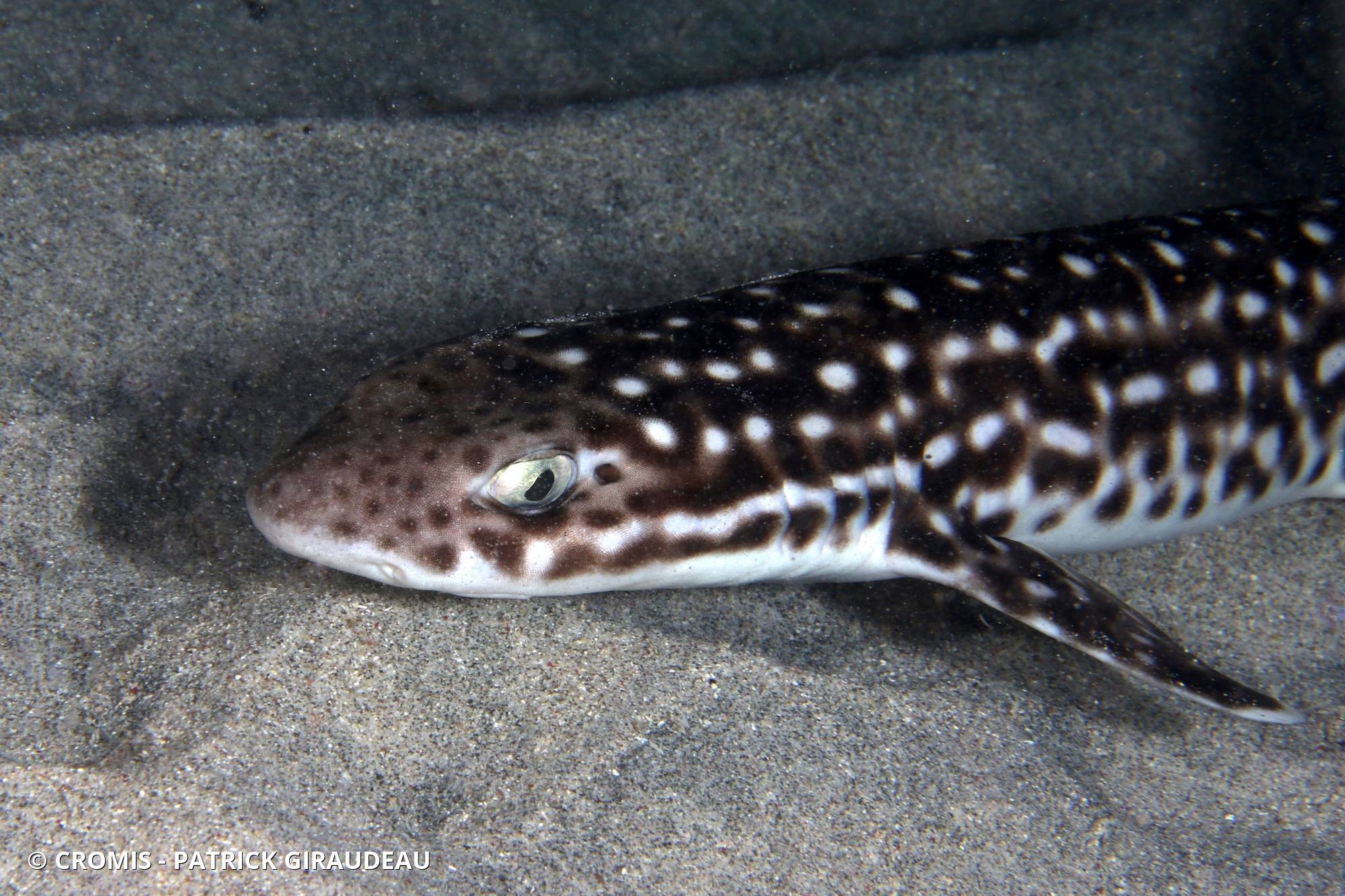 Requin-chat marbré