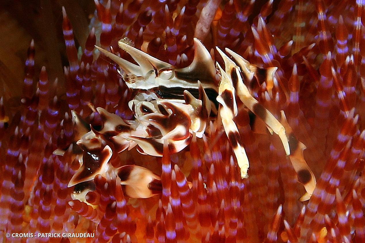 Crabe zèbre