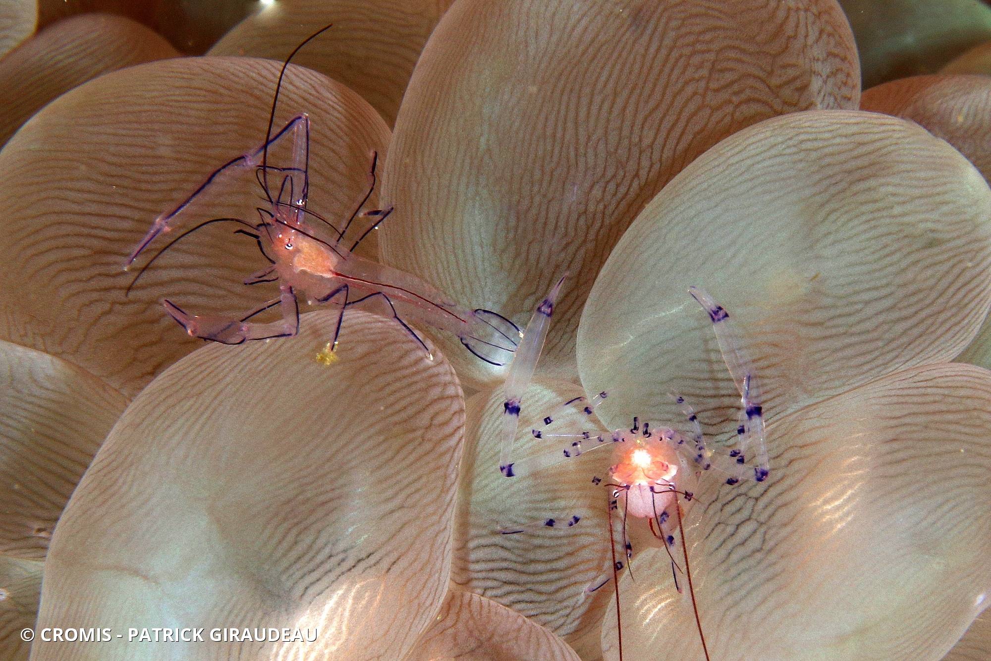 Crevette du corail bulle