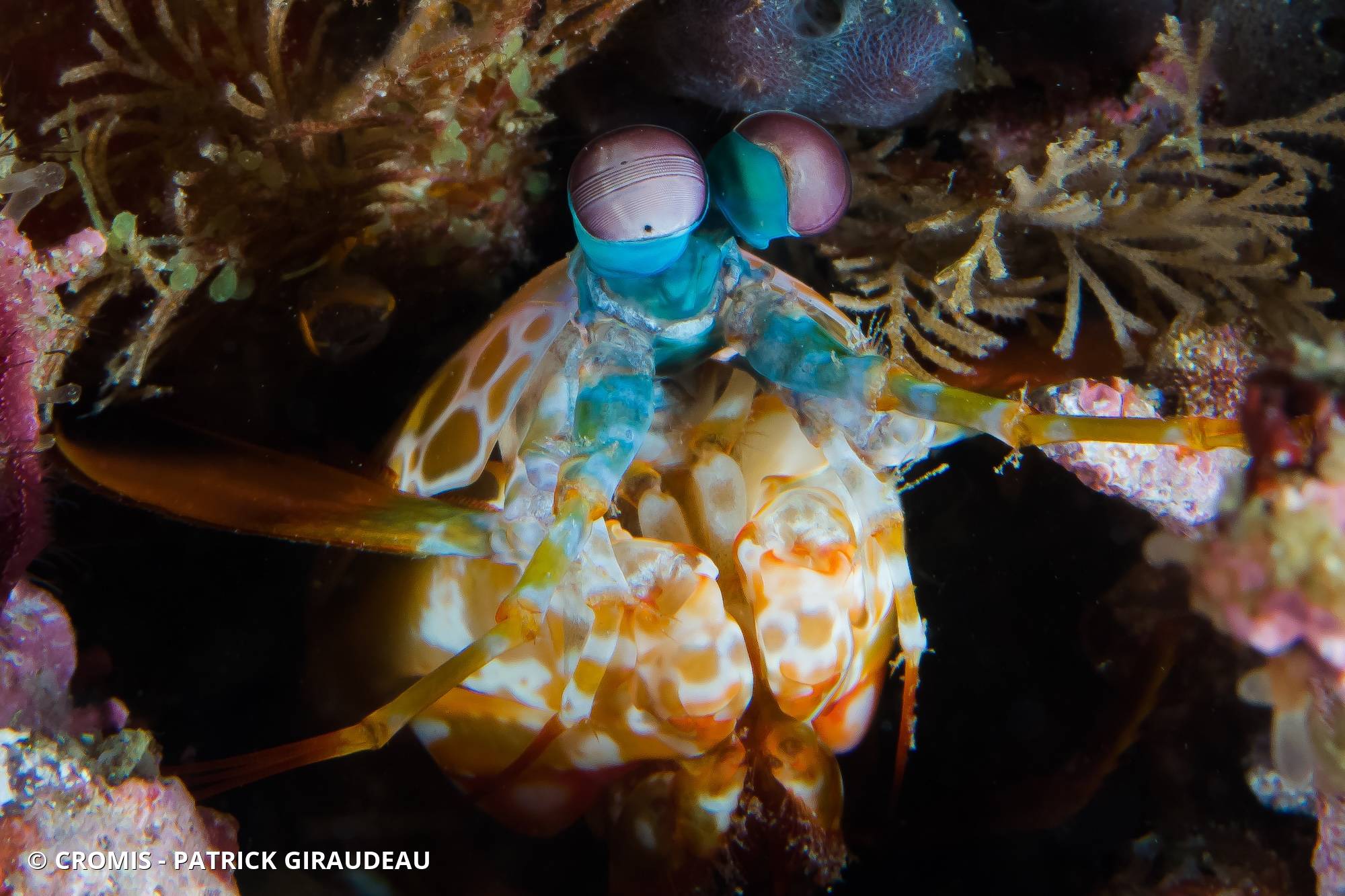 Mante de mer paon