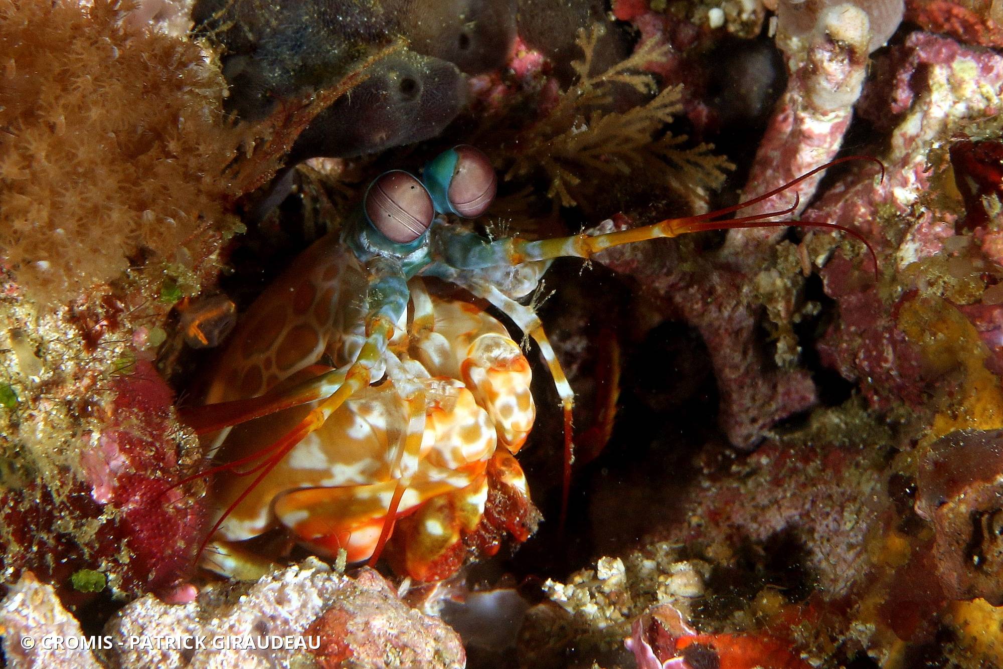 Mante de mer paon