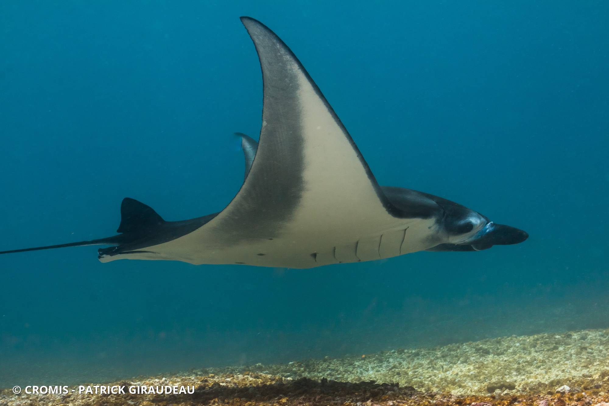Manta des récifs