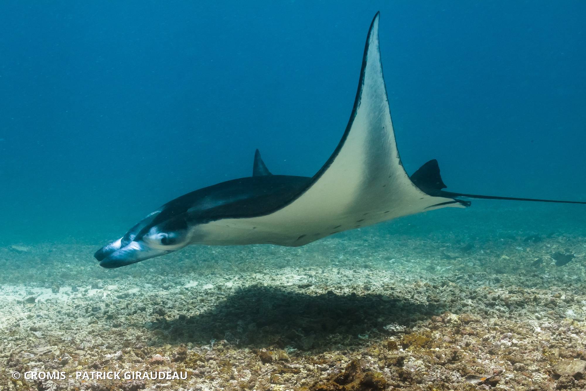 Manta des récifs