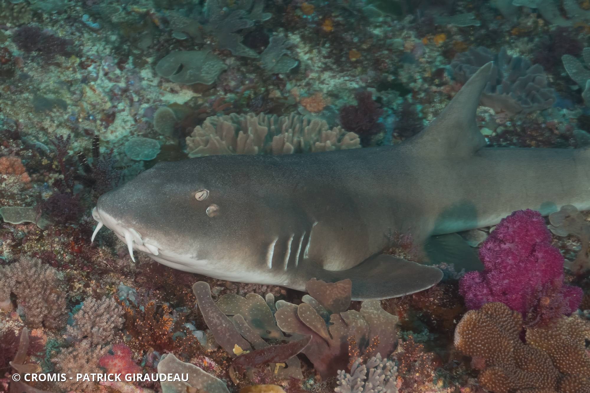 Requin bambou à bandes brunes