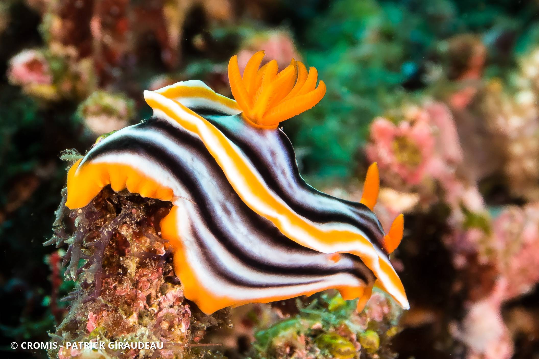 Chromodoris magnifique
