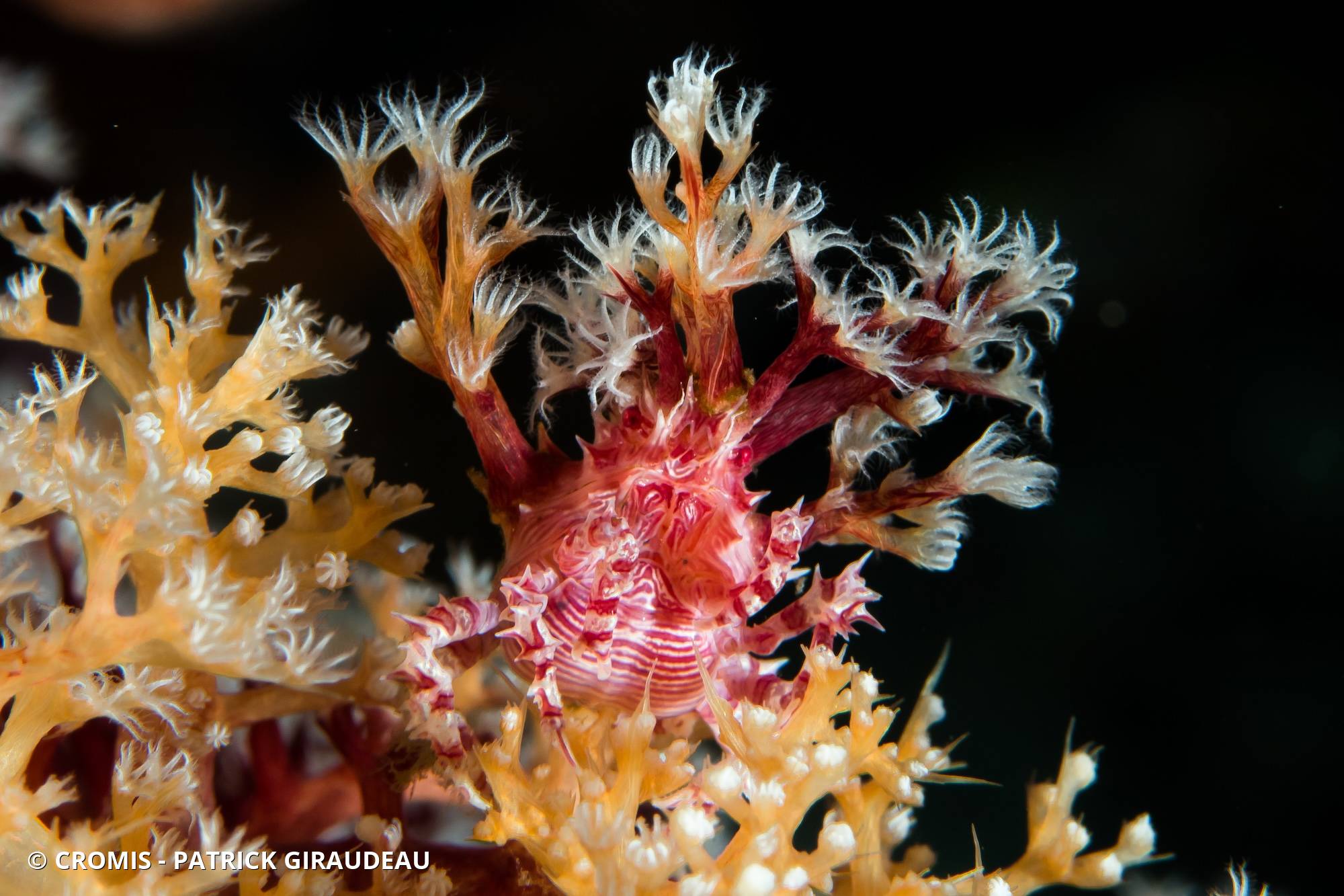 Crabe des alcyonaires