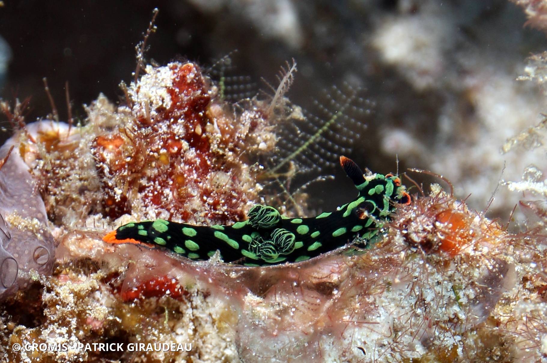 Nembrotha de Kubary