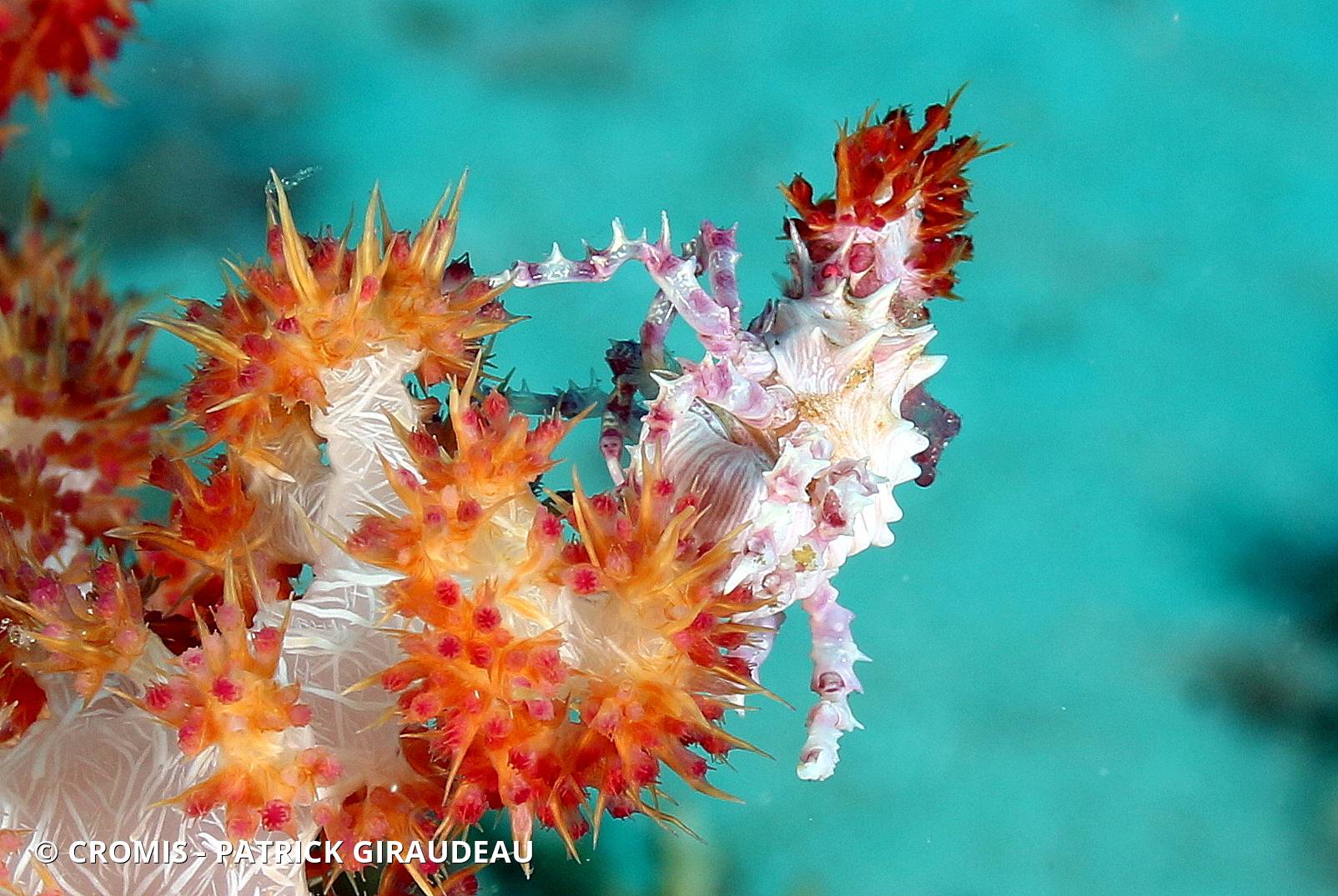 Crabe des alcyonaires