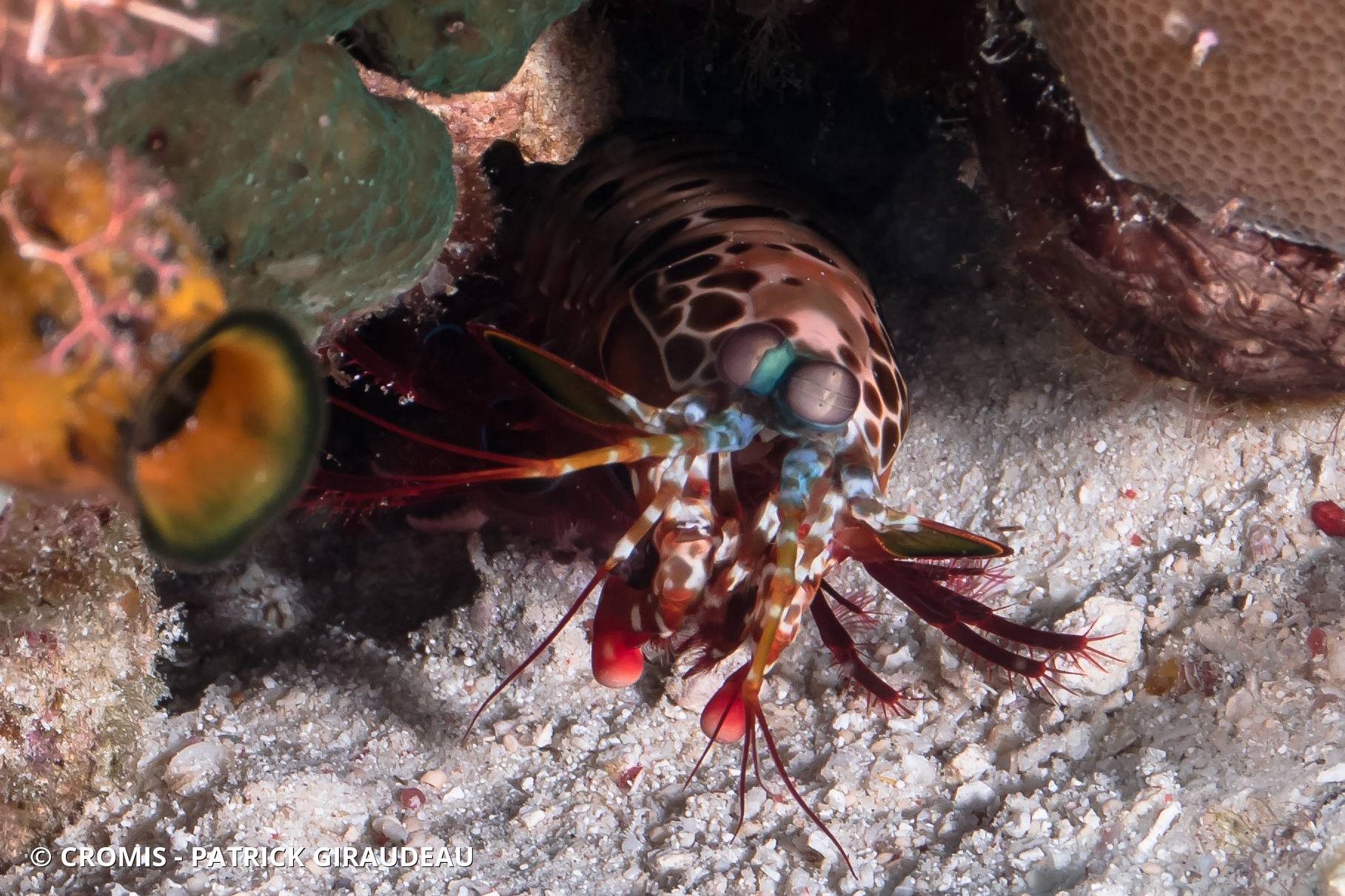 Mante de mer paon