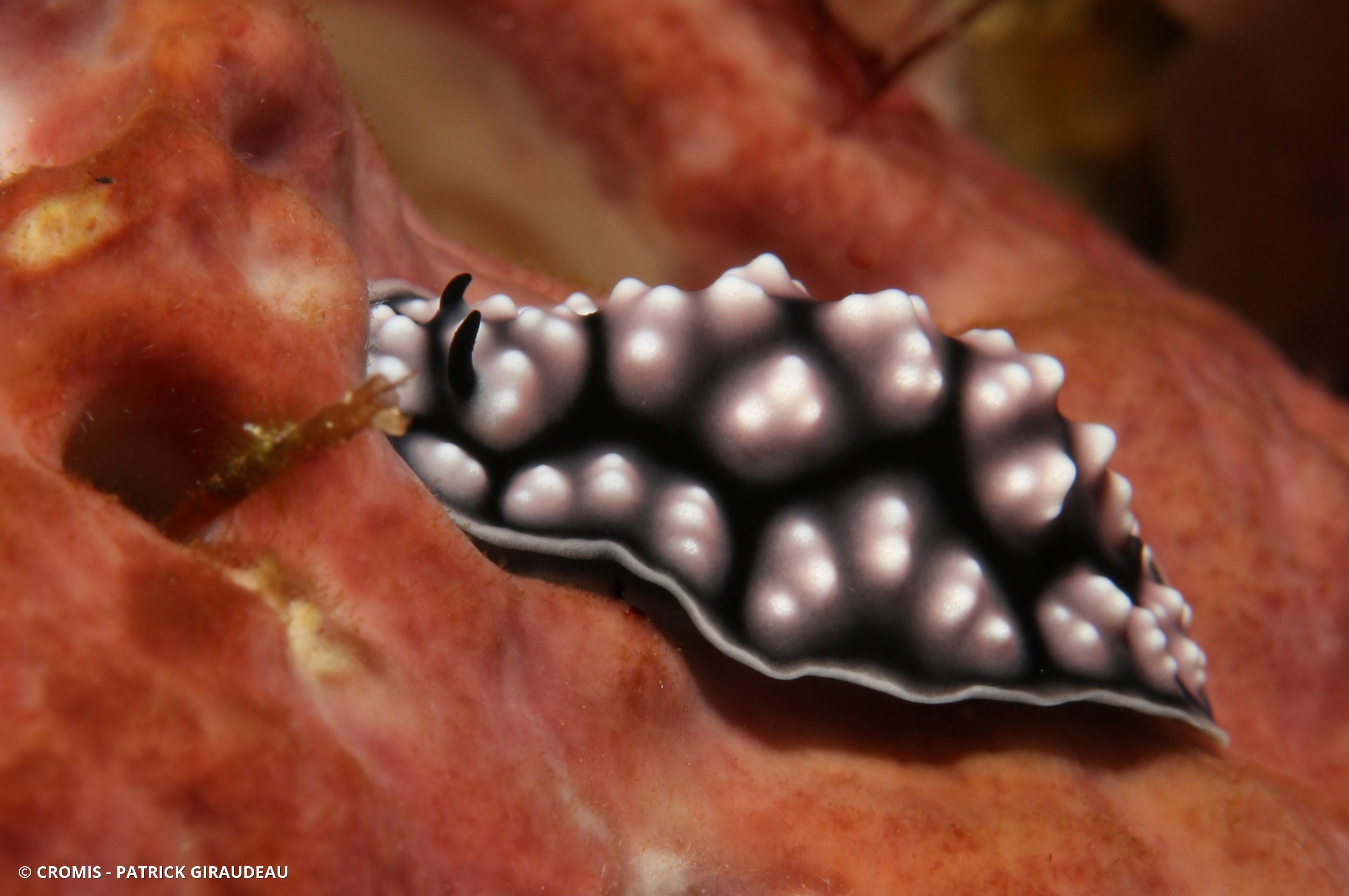 Phyllidie pustuleuse