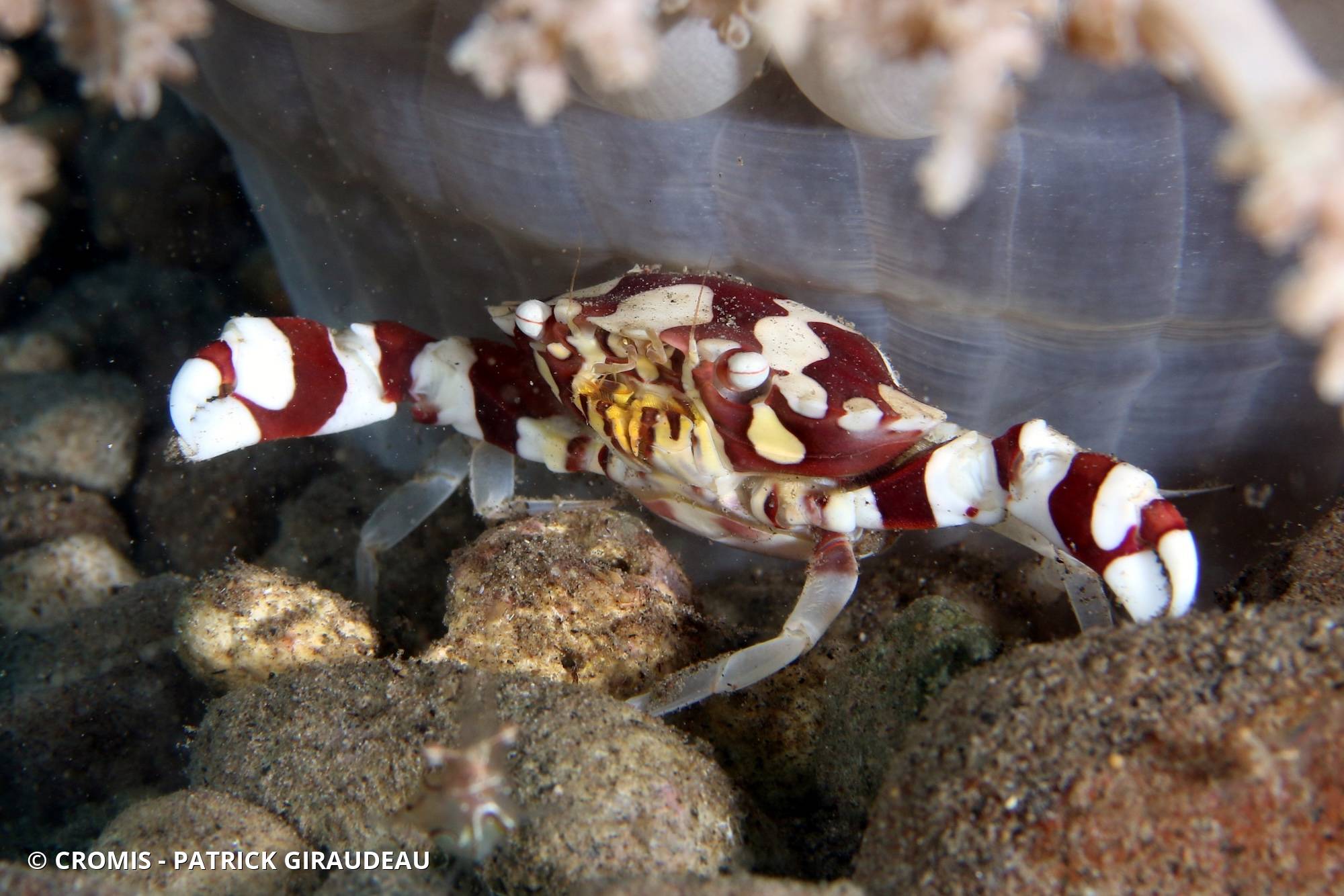 Crabe arlequin