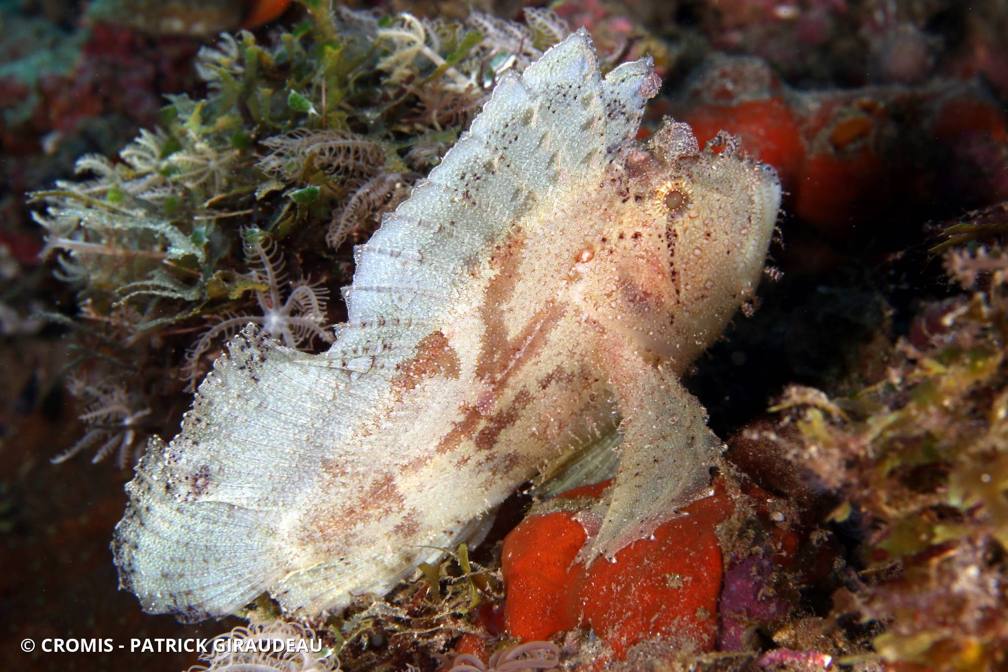 Poisson-scorpion feuille