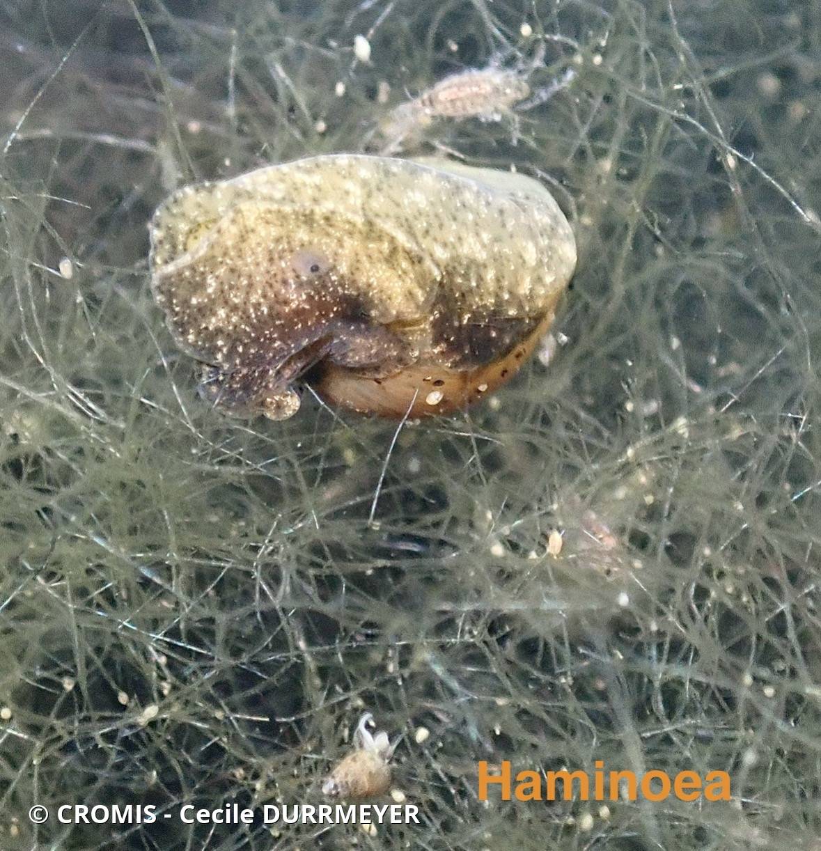 Haminoé petite-barque