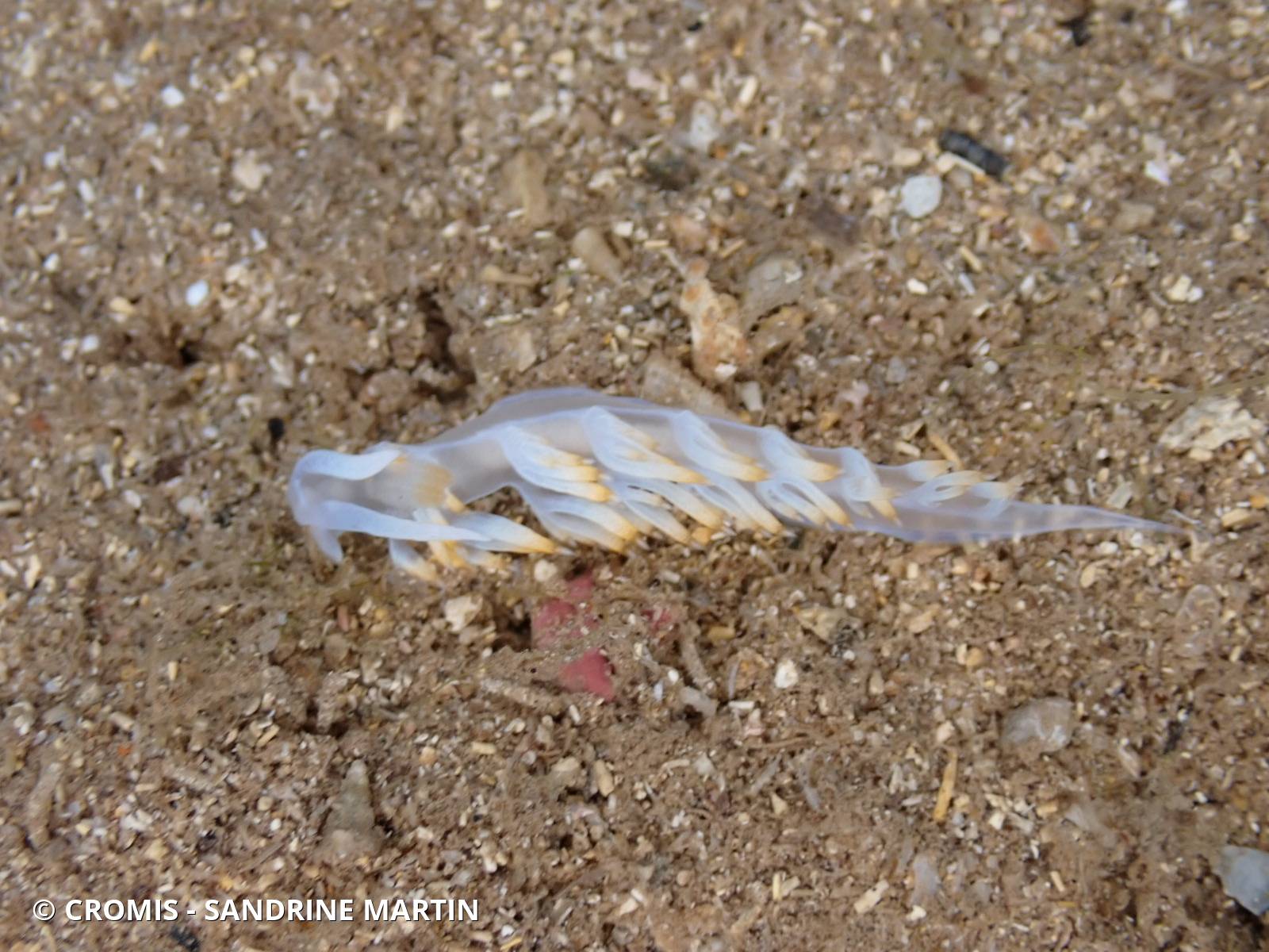 Flabelline blanche