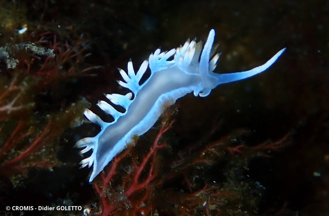 Flabelline blanche