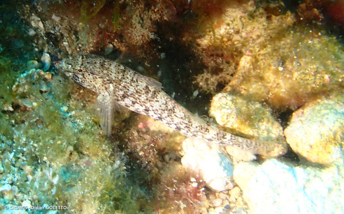 Gobie moucheté