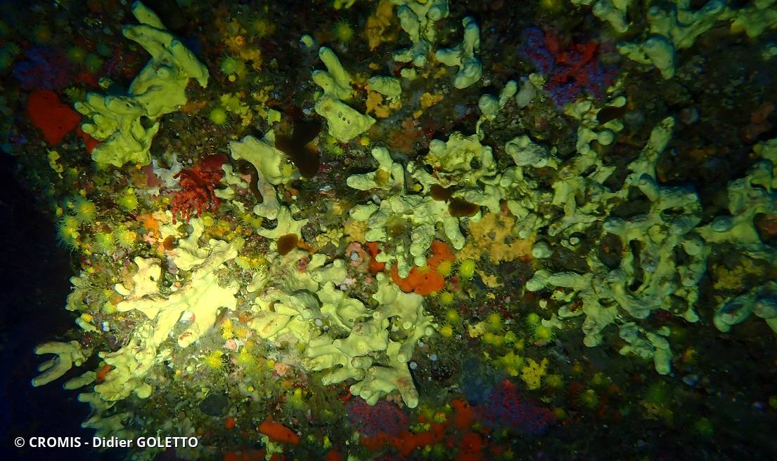 Eponge cavernicole jaune