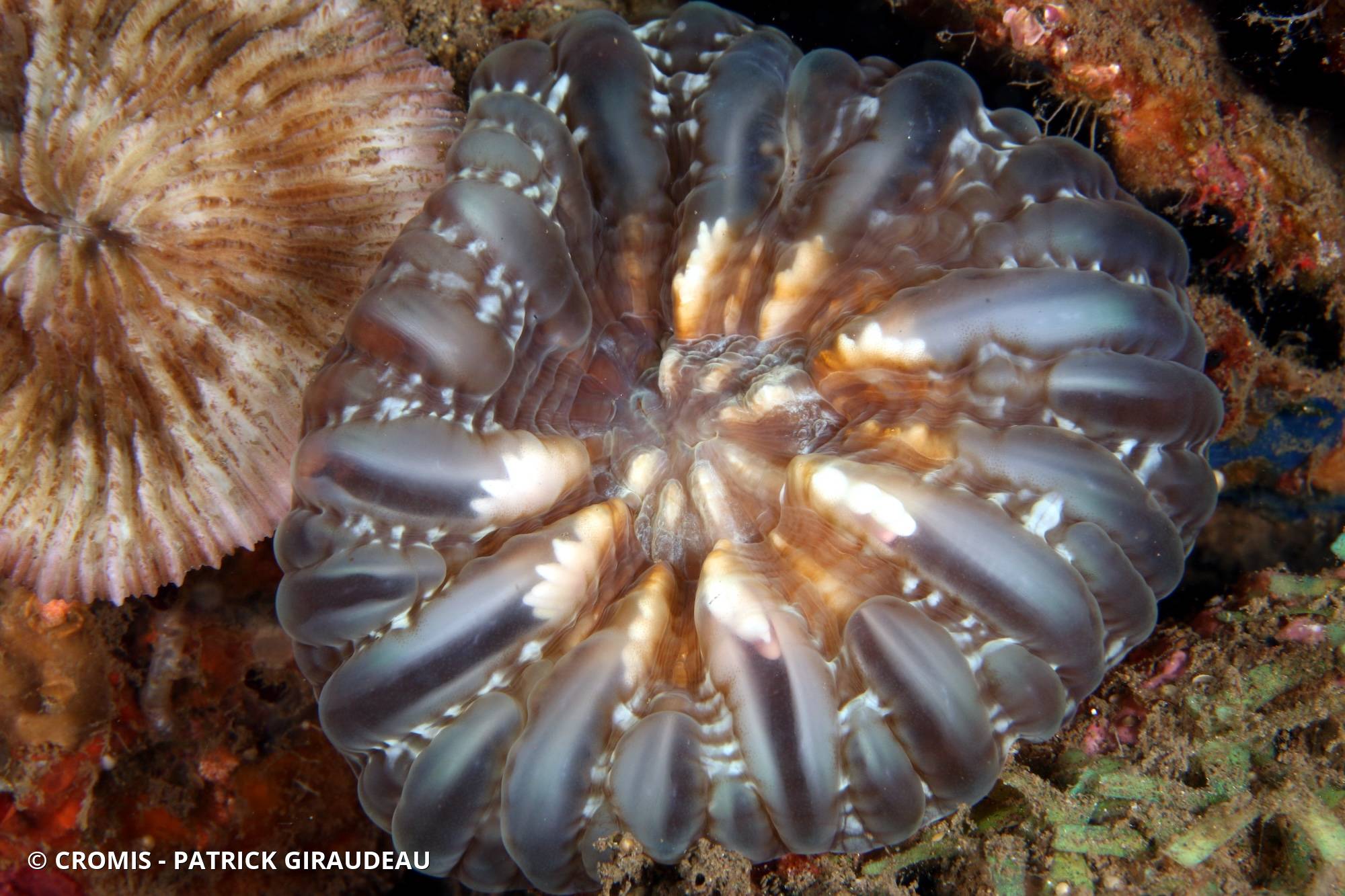 Corail à larmes