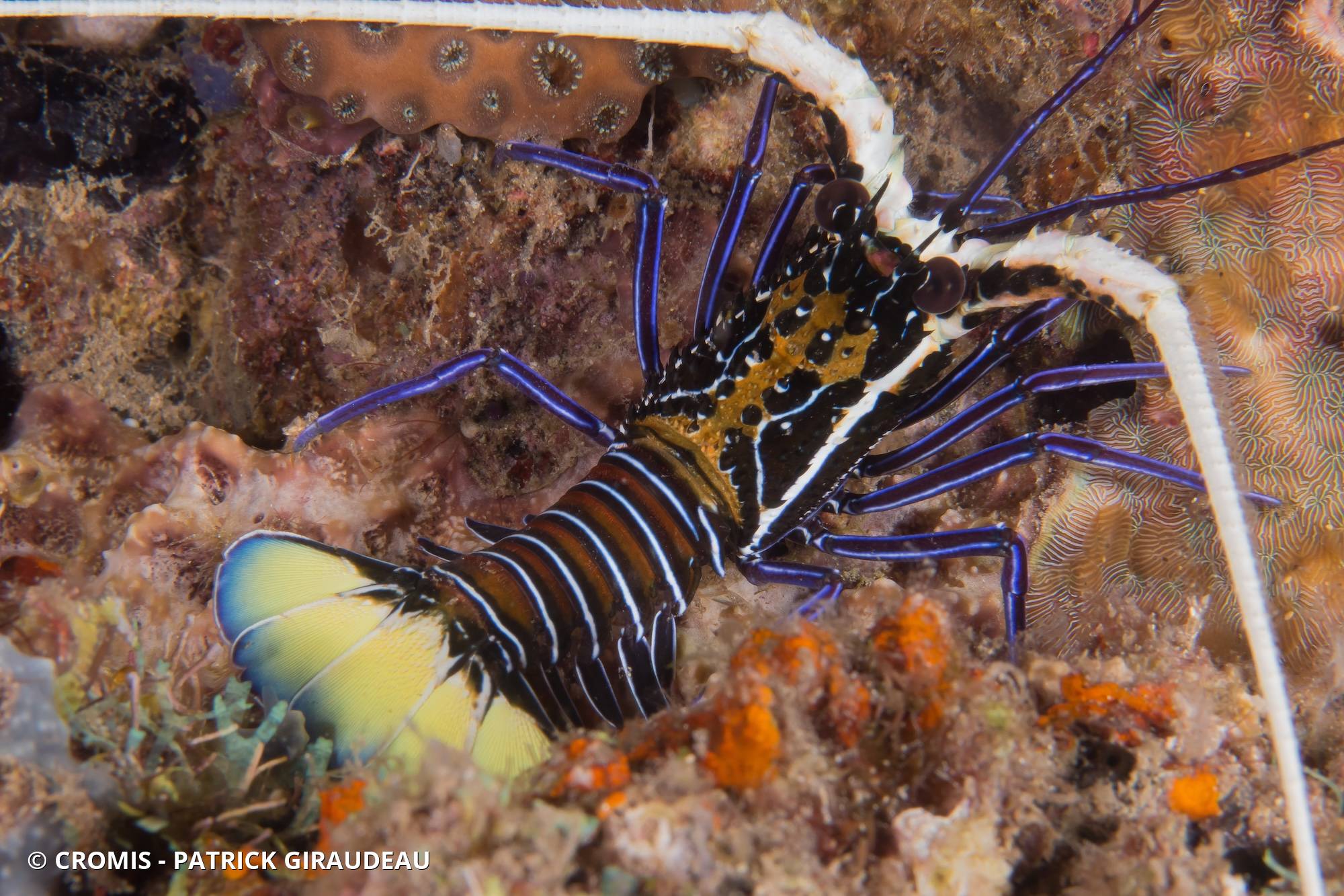 Langouste peinte
