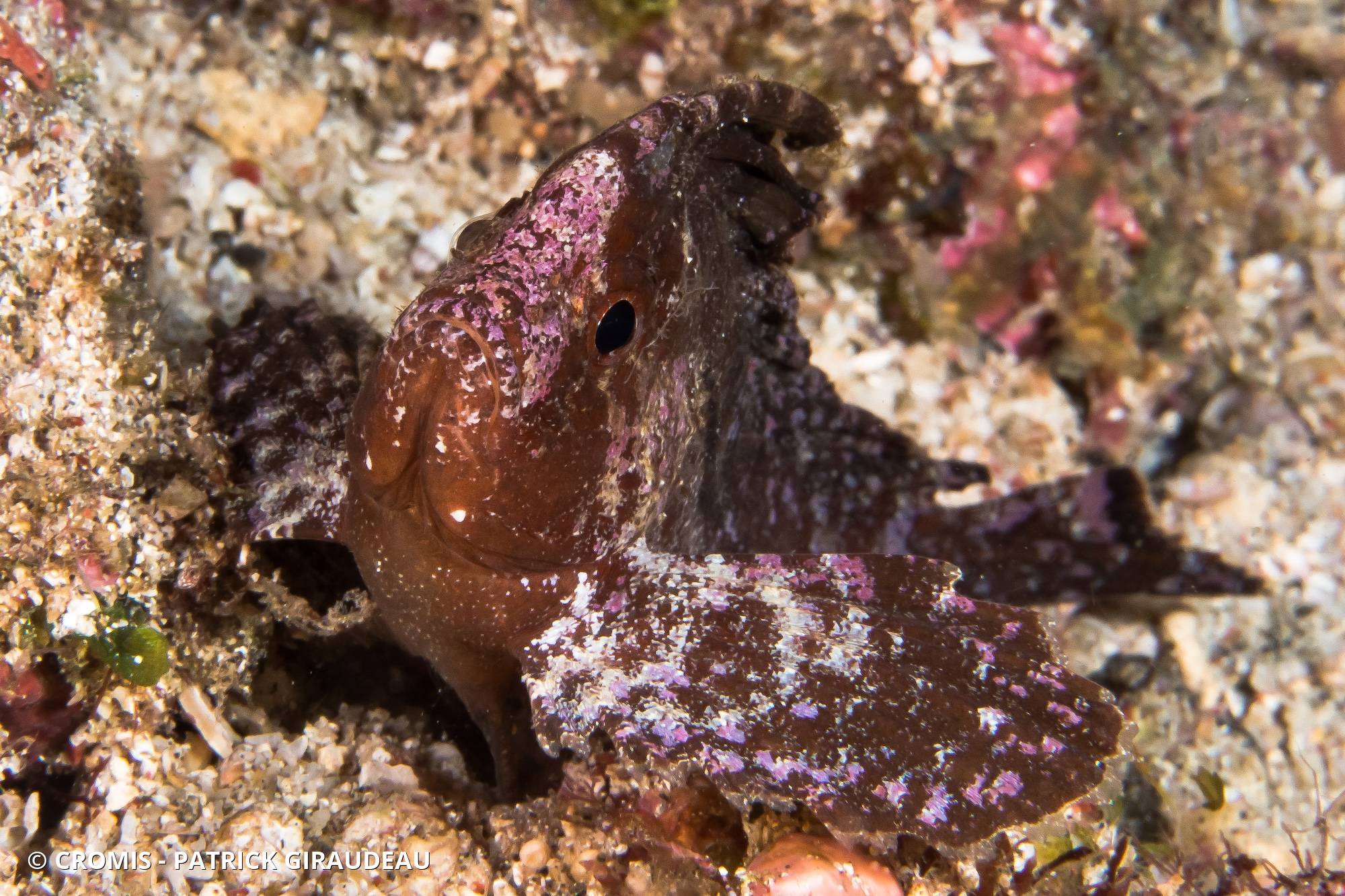 Poisson-scorpion feuille