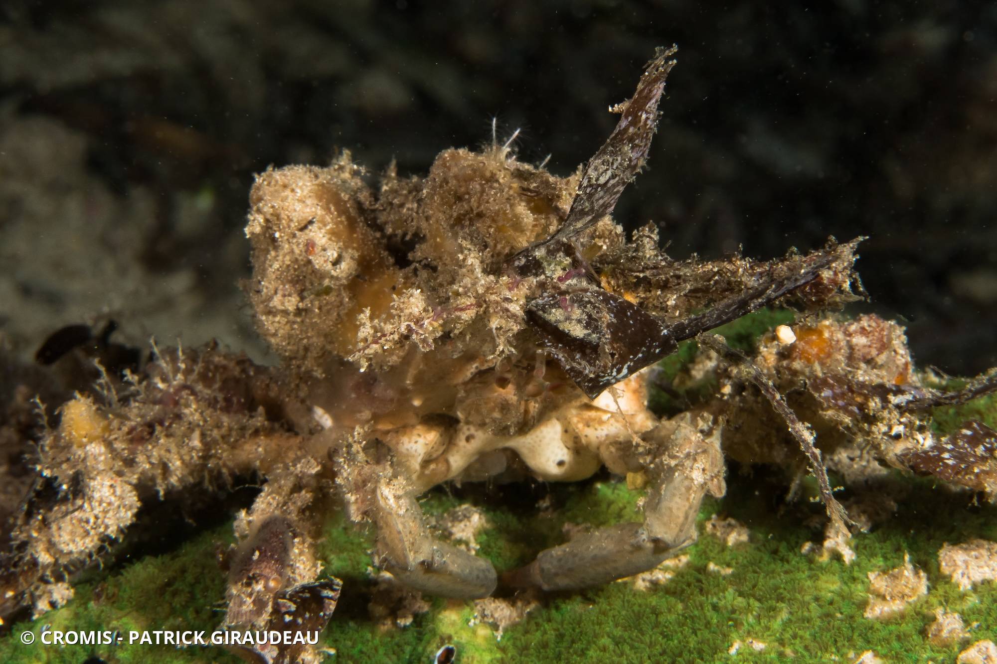 Crabe décorateur