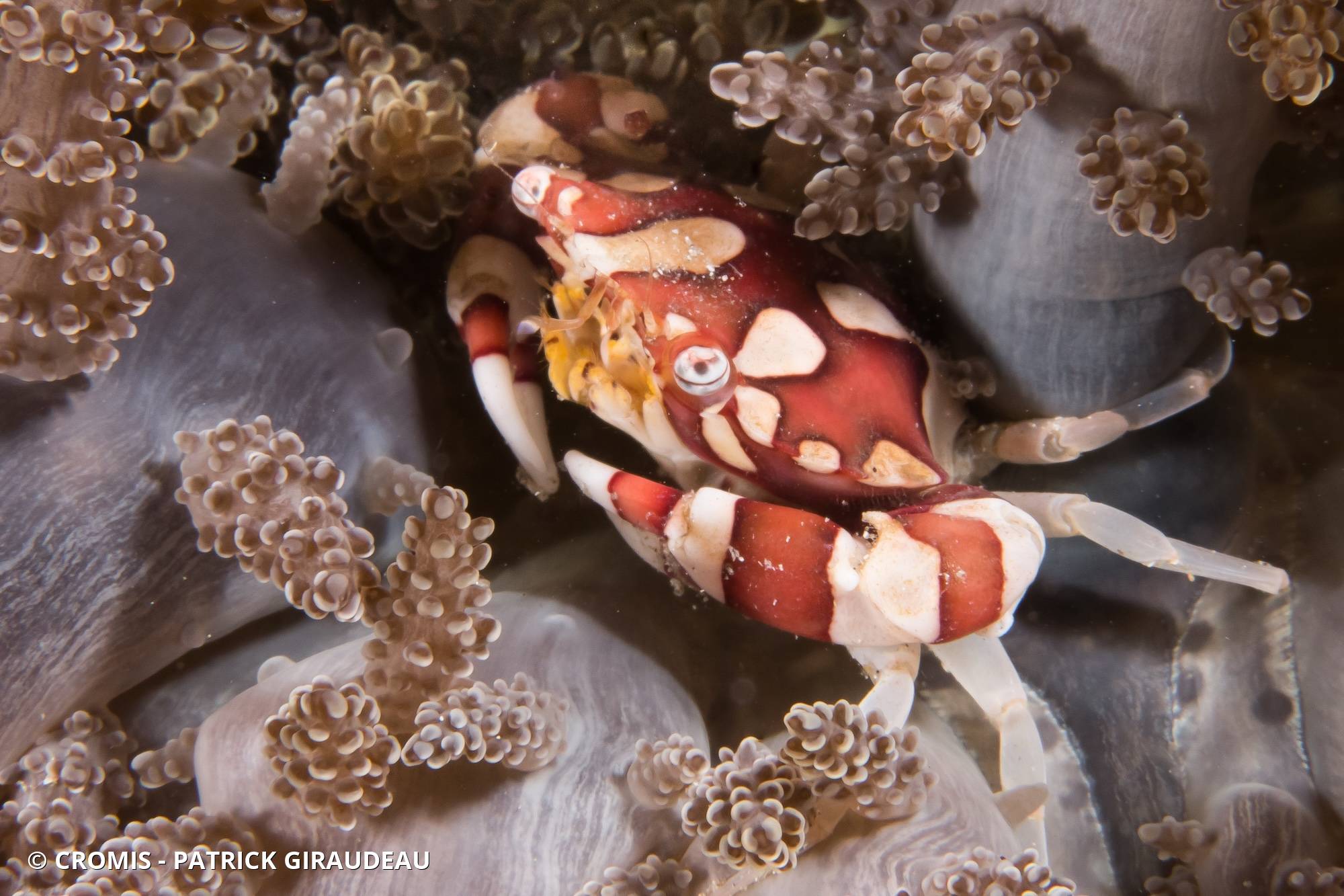 Crabe arlequin