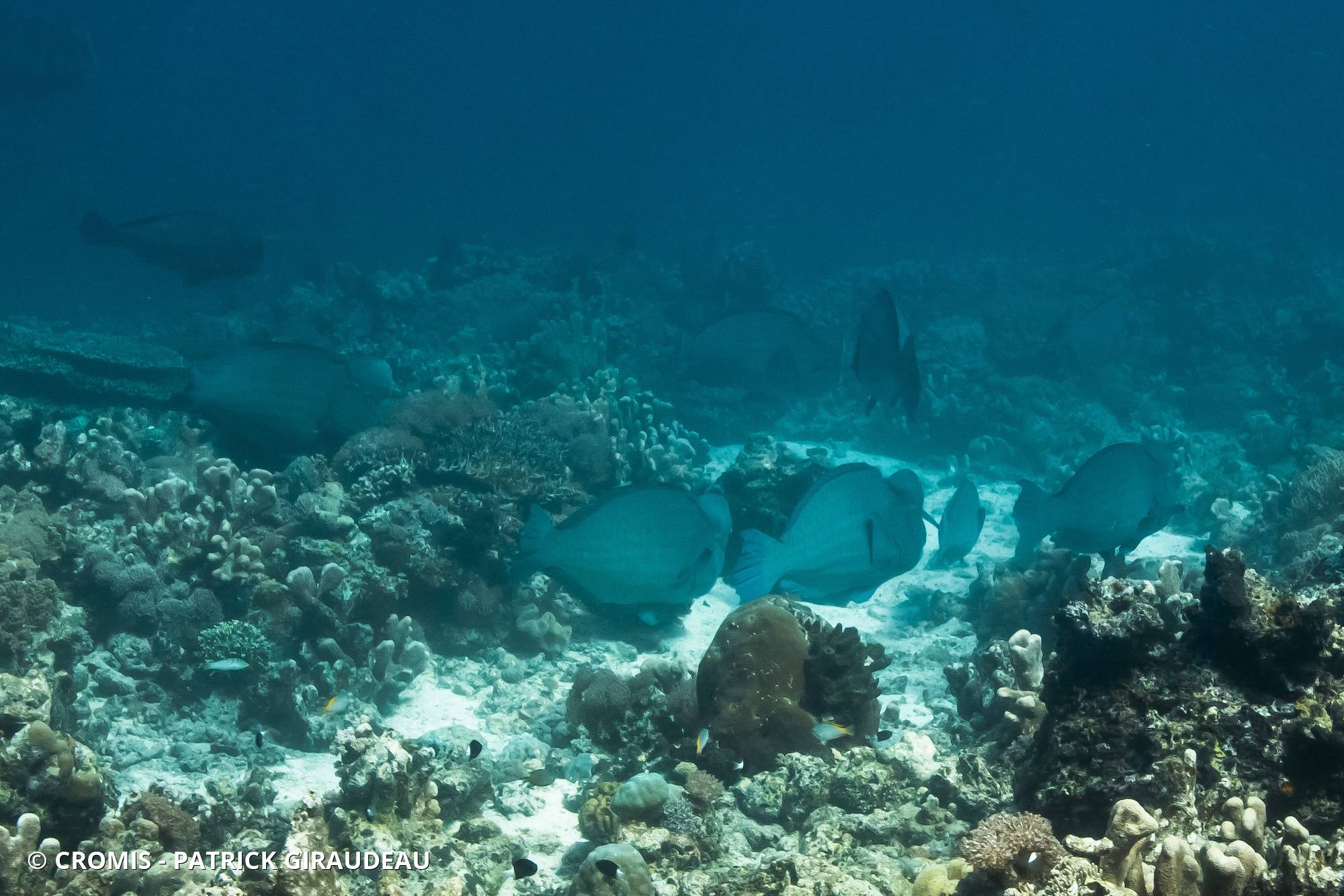 Perroquet à bosse