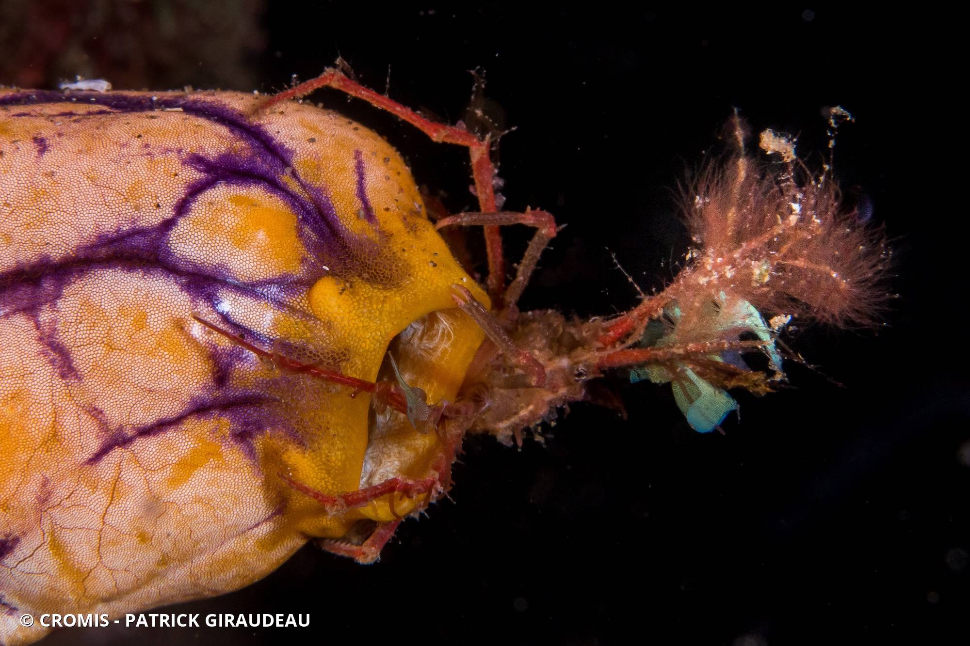 Crabe taureau