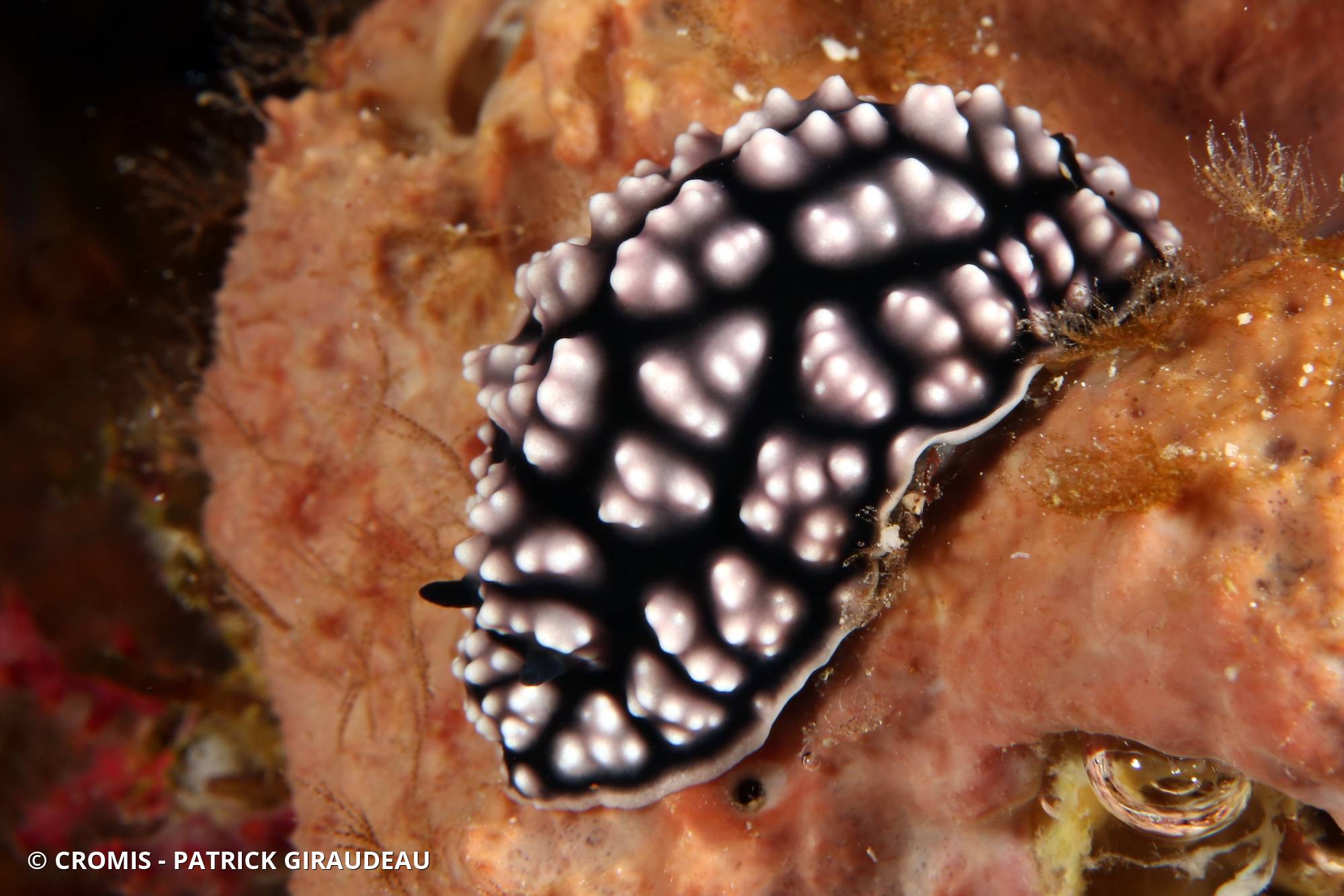 Phyllidie pustuleuse