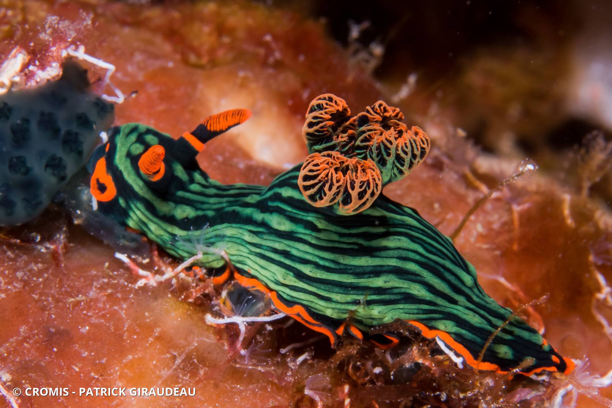 Nembrotha de Kubary