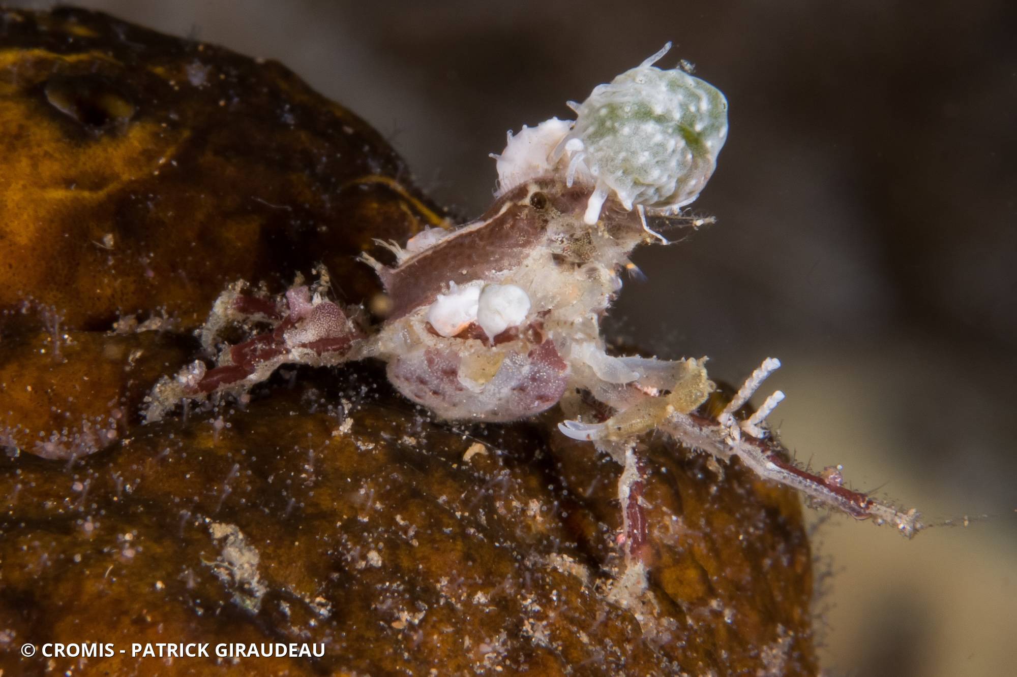 Crabe taureau