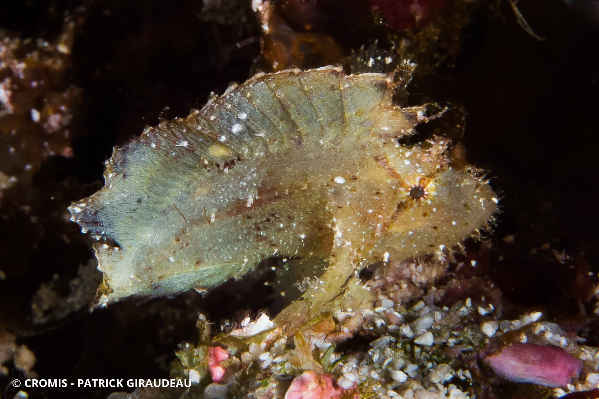 Poisson-scorpion feuille