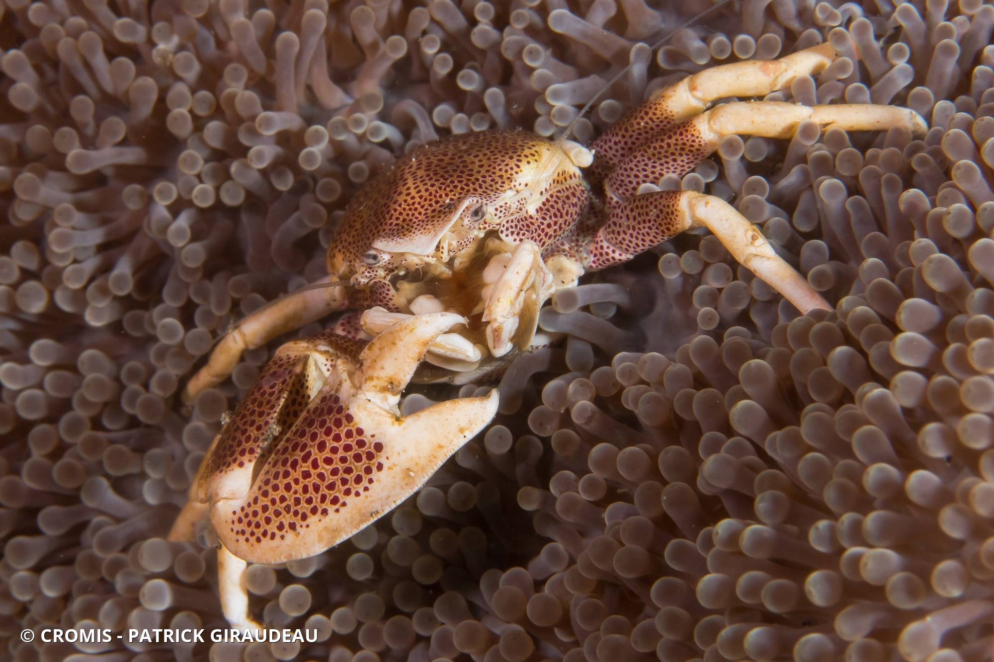 Crabe porcelaine
