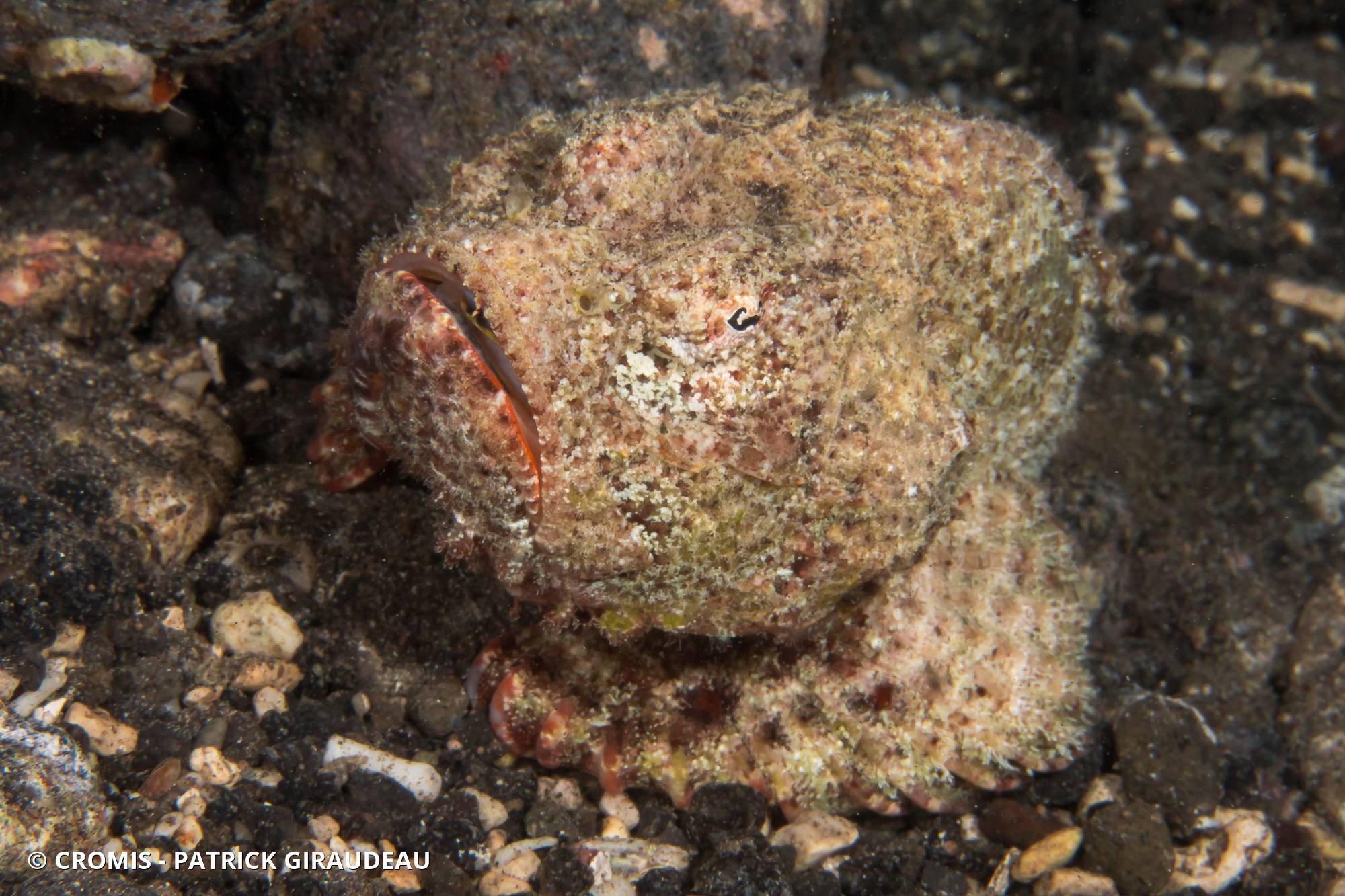 Poisson-scorpion diable