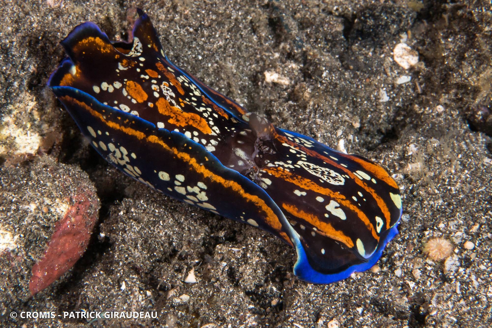 Philinopsis à lignes bleues