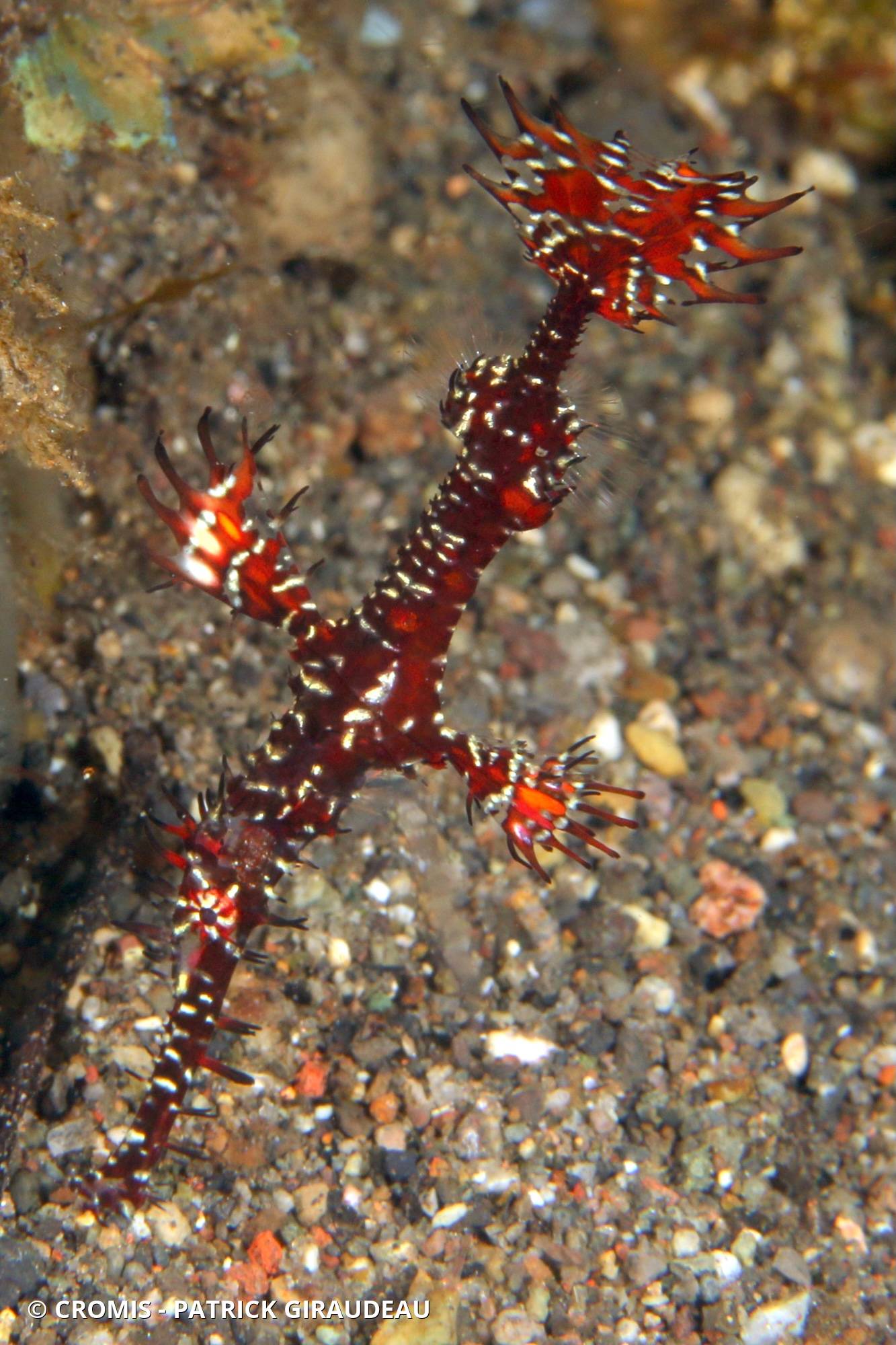 Poisson-fantôme arlequin