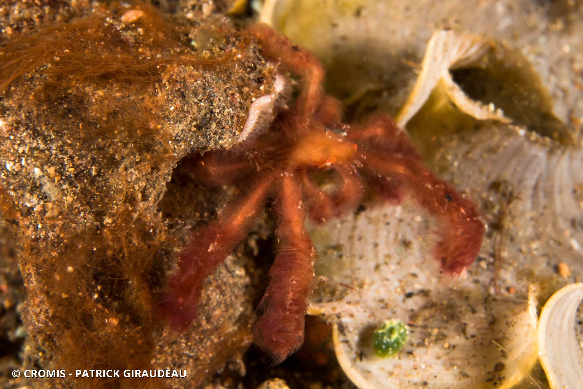 Crabe orang-outan