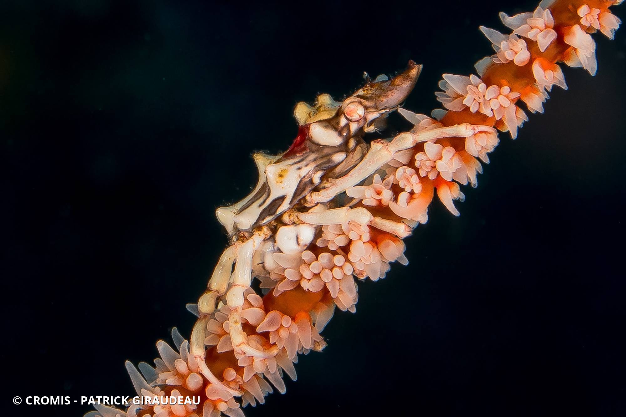 Xenocarcinus tuberculeux