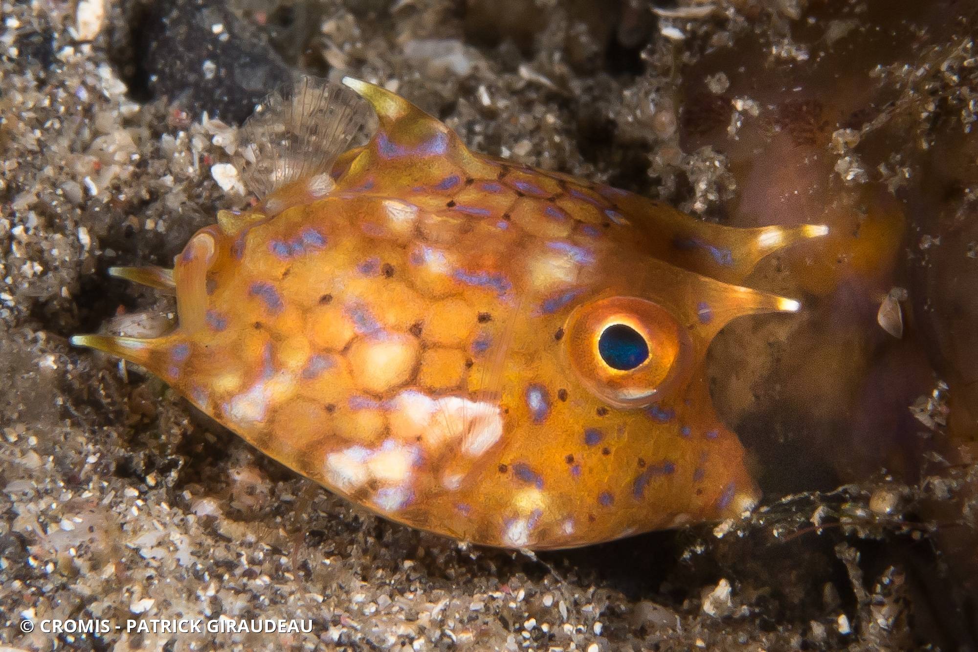 Poisson-vache à épine dorsale