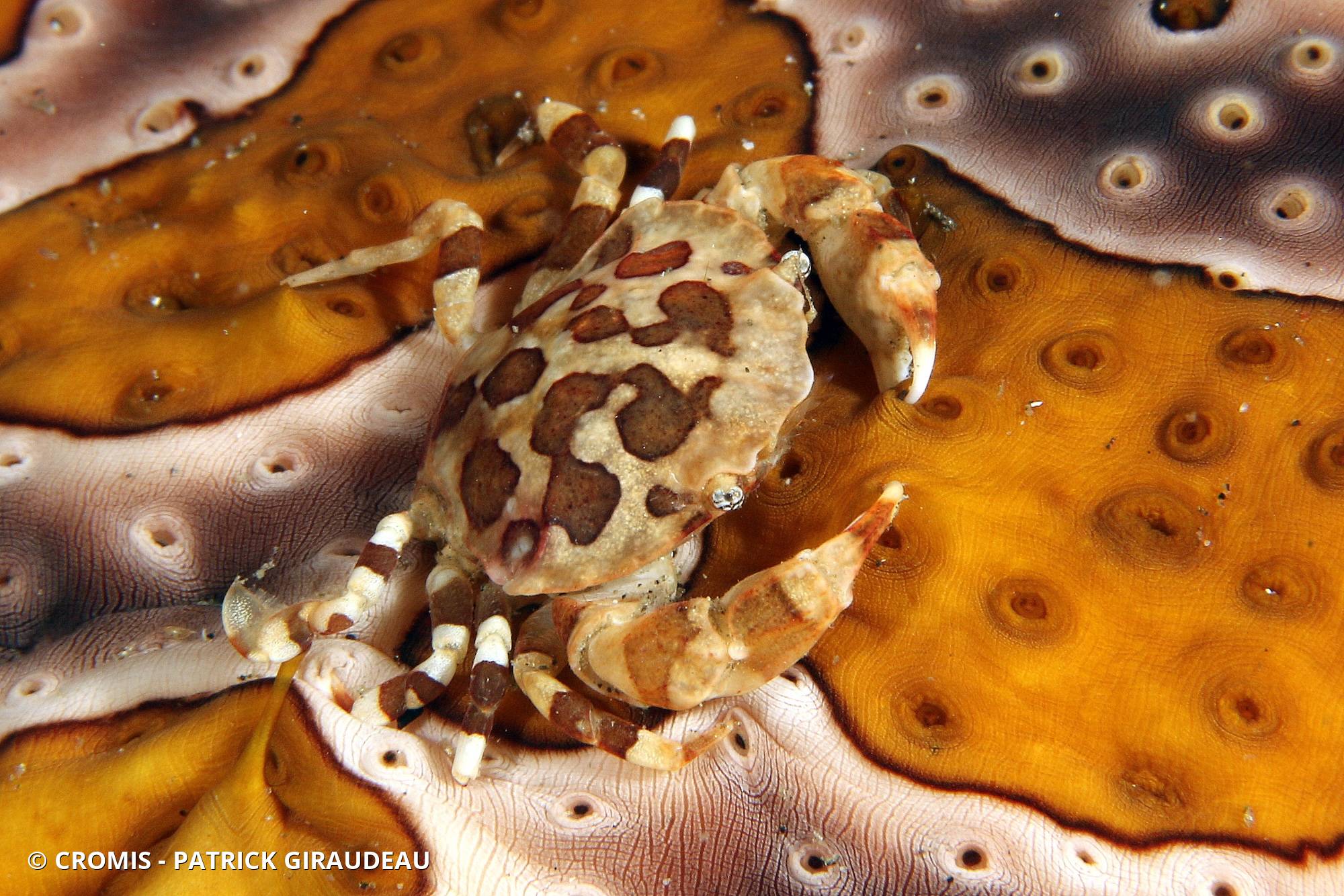 Crabe arlequin des holothuries