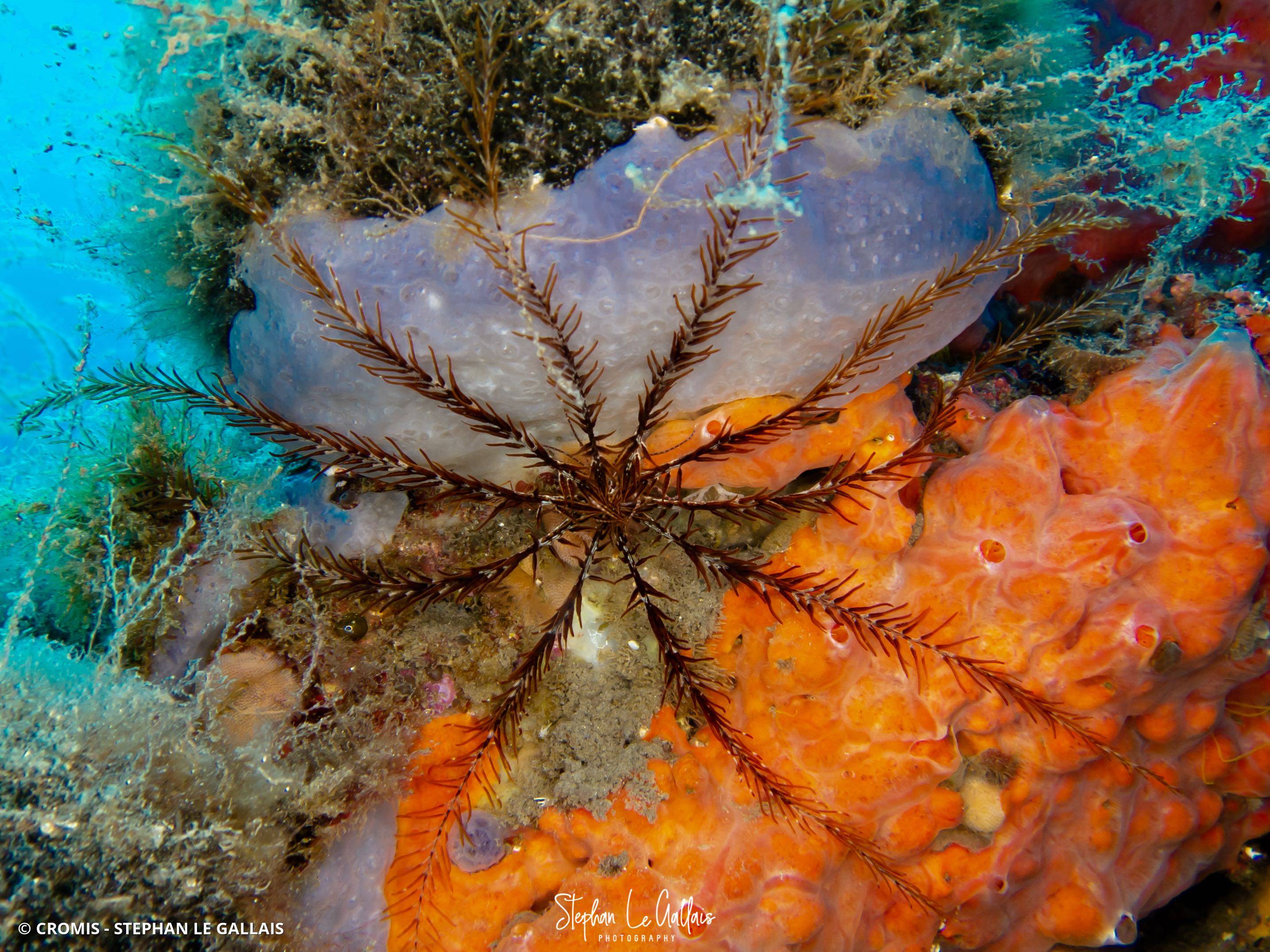 Comatule de Méditerranée