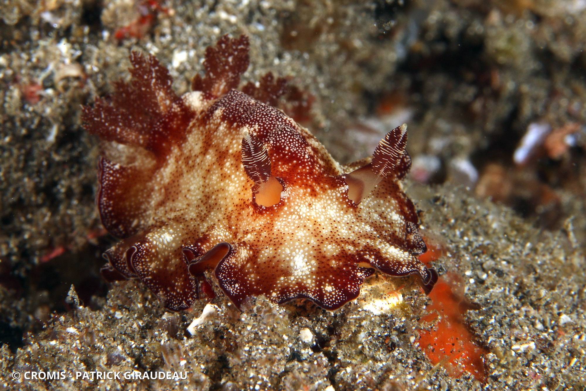 Doris de Bohol