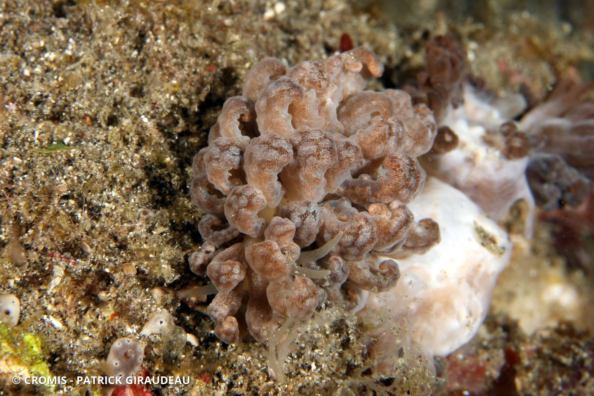 Phyllodesmium géant